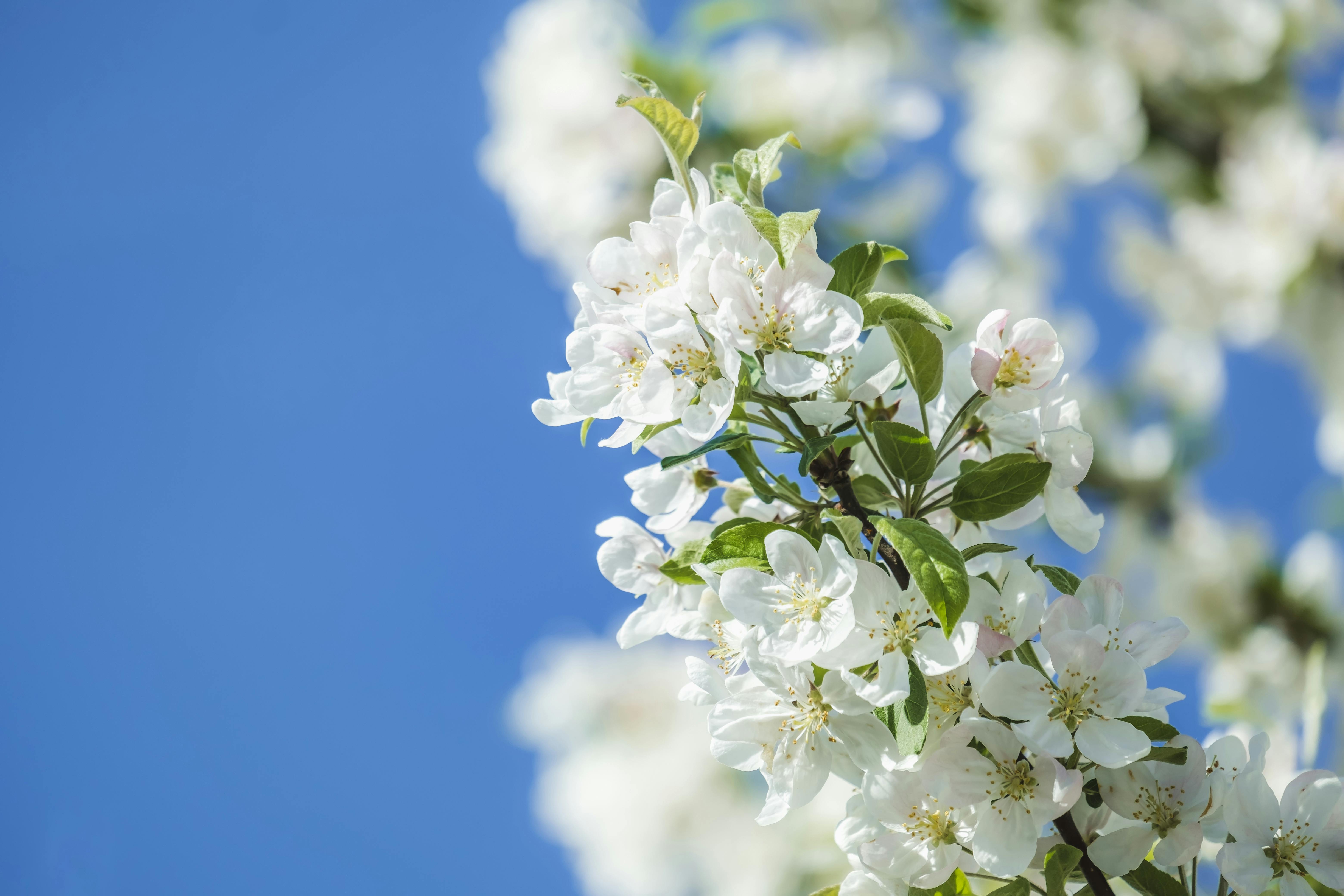 Sympathy Flowers El Dorado Hills: Thoughtful Choices