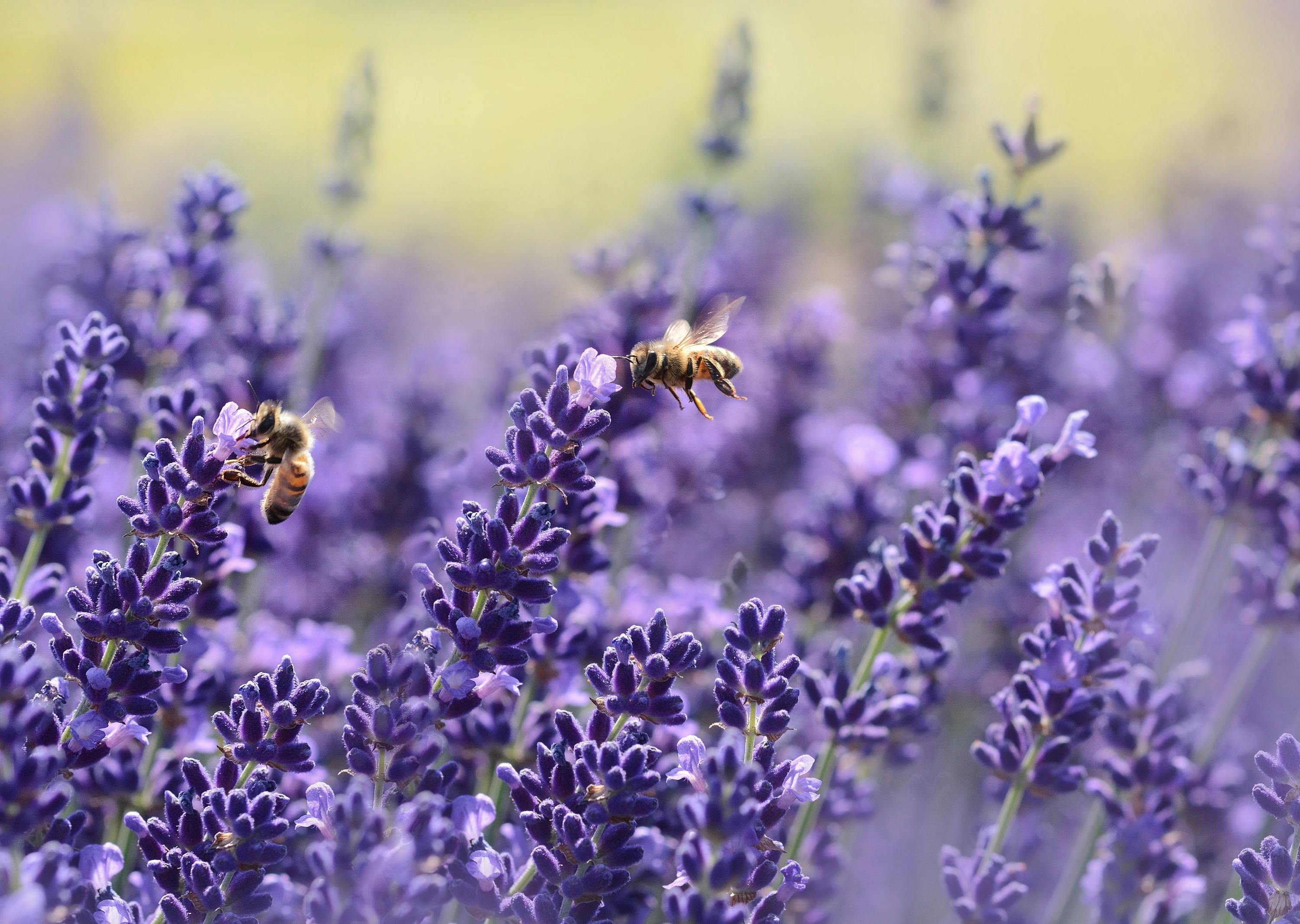 Benefits of Seasonal Flowers in El Dorado Hills