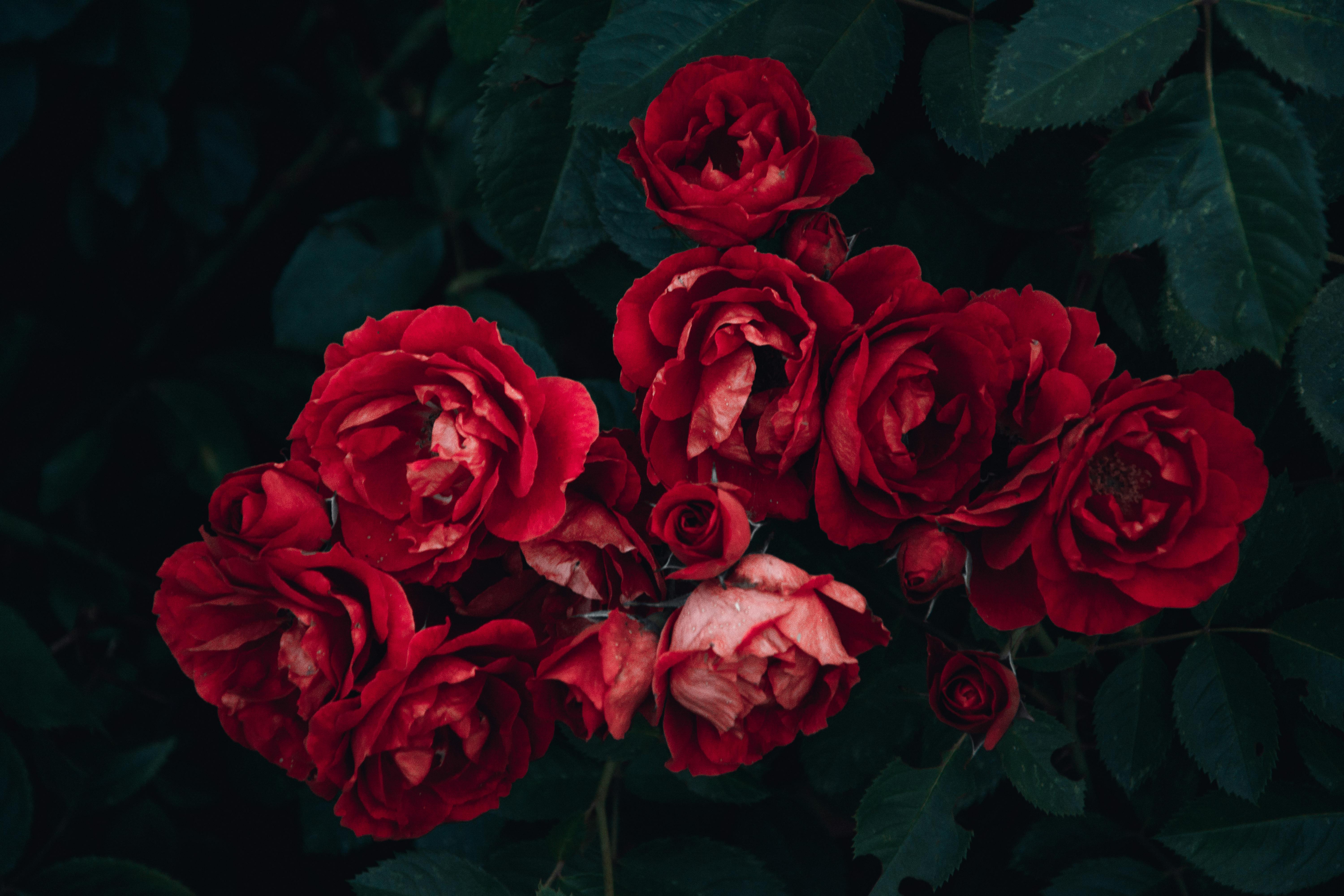 Choosing the Perfect Flowers in El Dorado Hills
