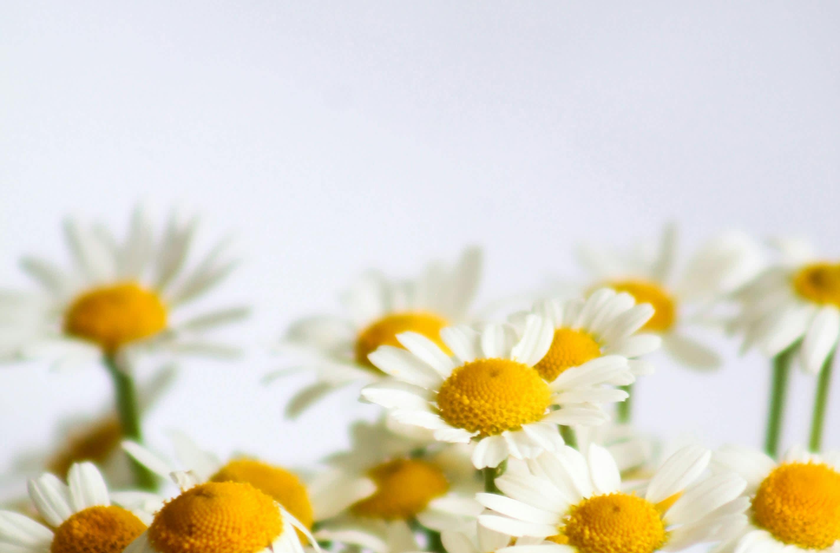 Behind the Scenes at Dreamy Floret
