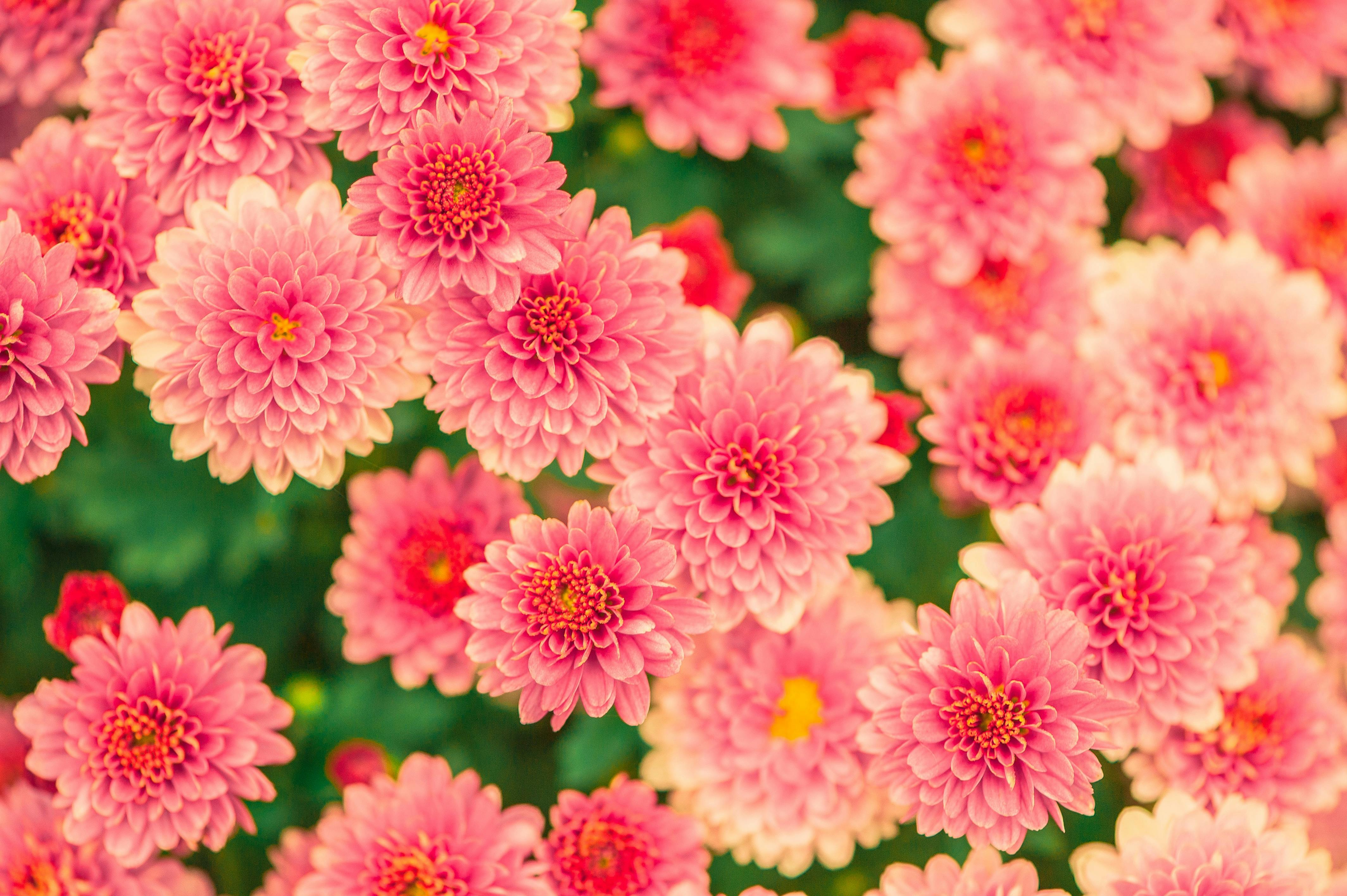 Flower Meanings: What Your Bouquet Says About You