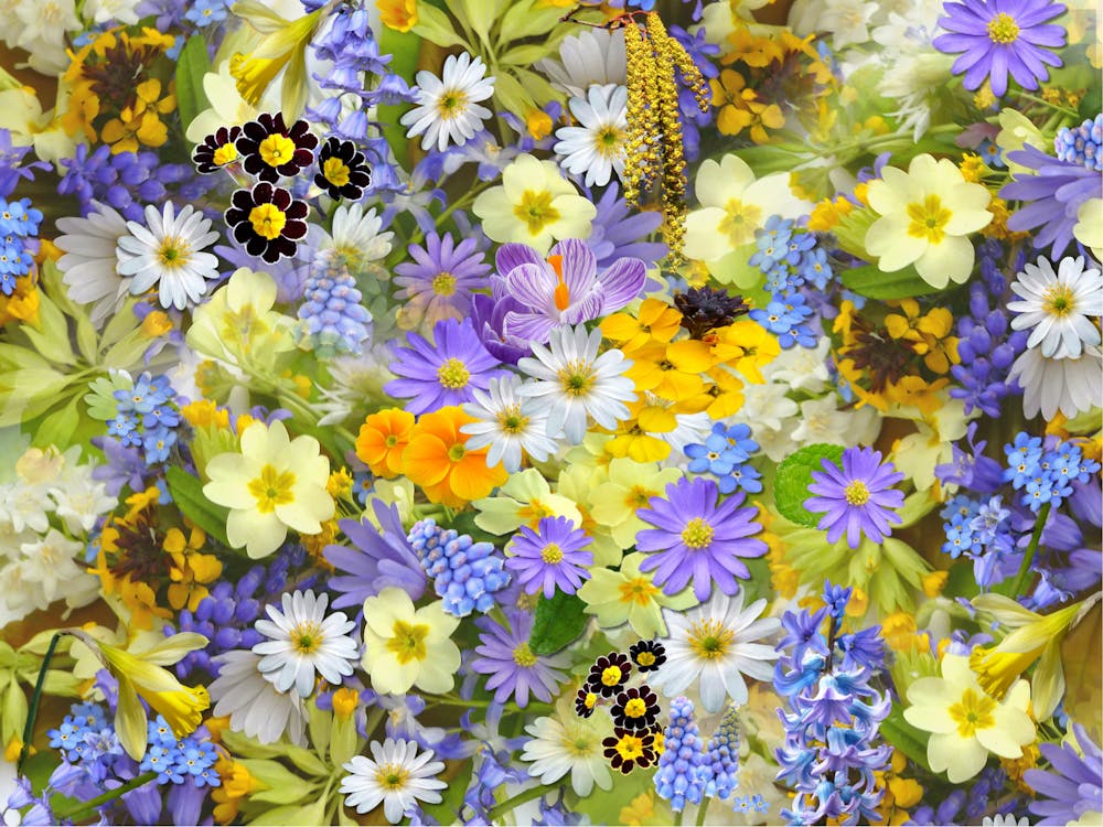 Seasonal Flowers in Folsom