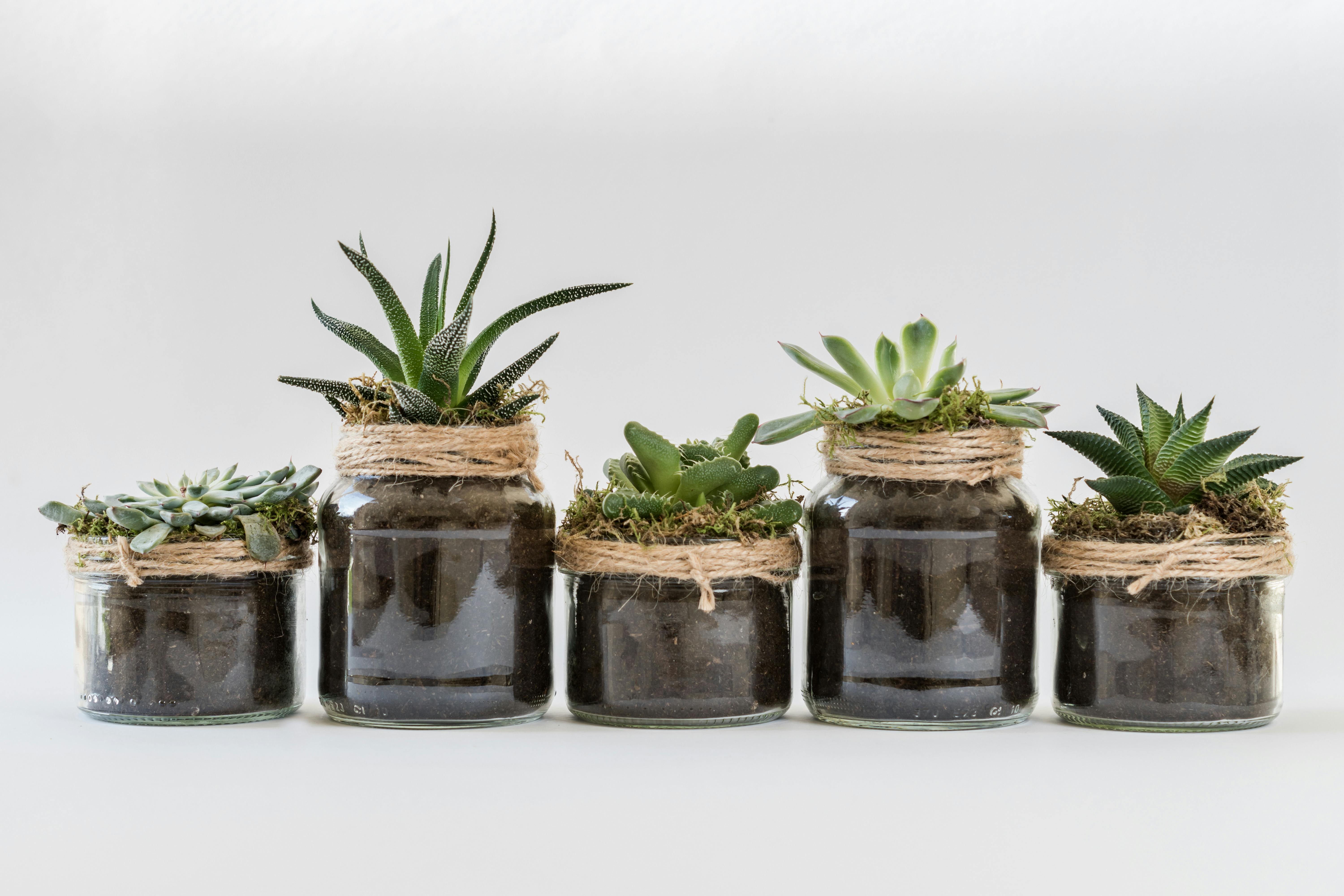 Top 5 Houseplants for El Dorado Hills Homes