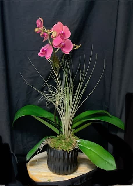New Orchid Plant Arrangements