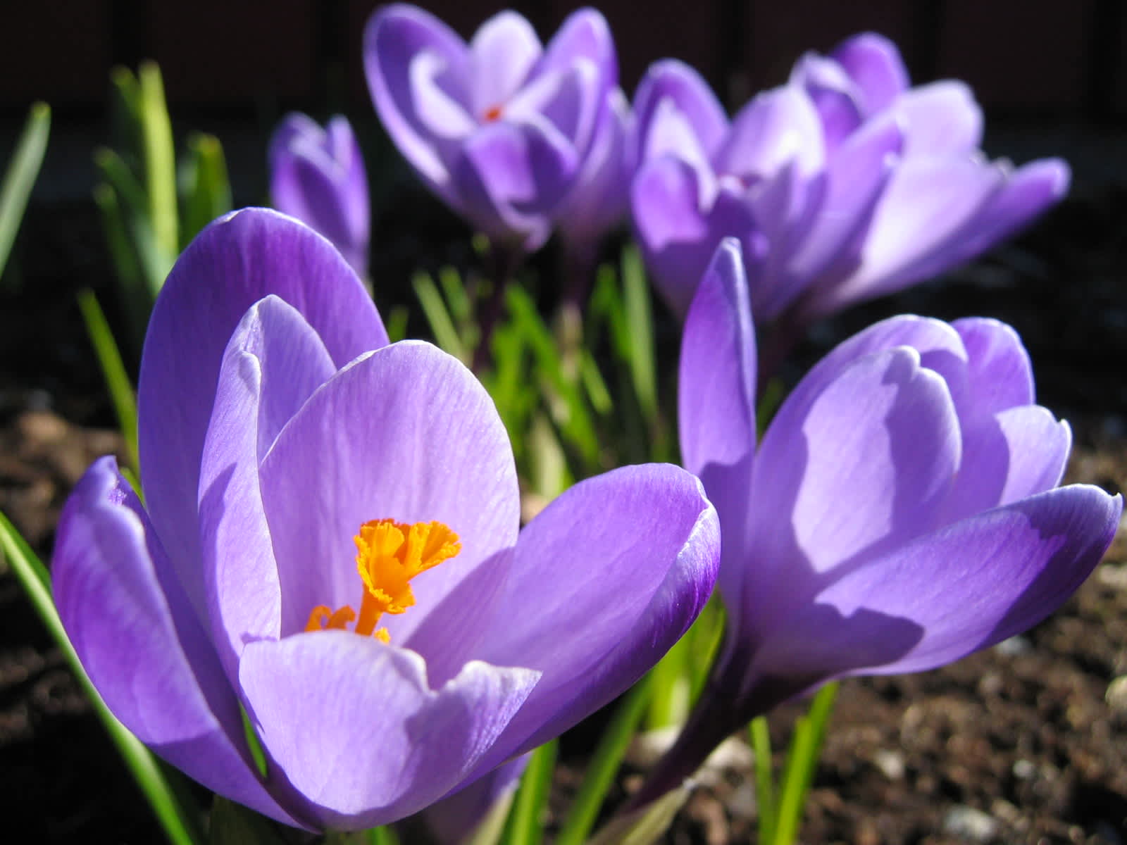 Spring Is In The Air!