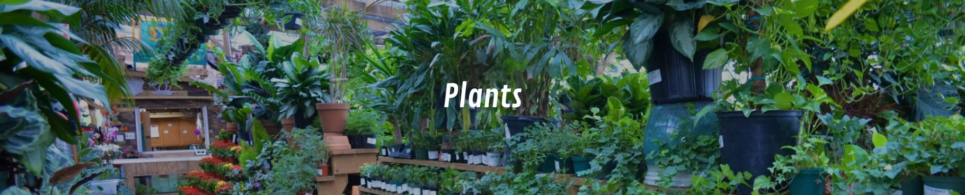 Plants