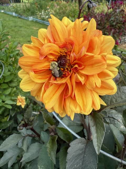 ​From Our Garden to Your Bouquet