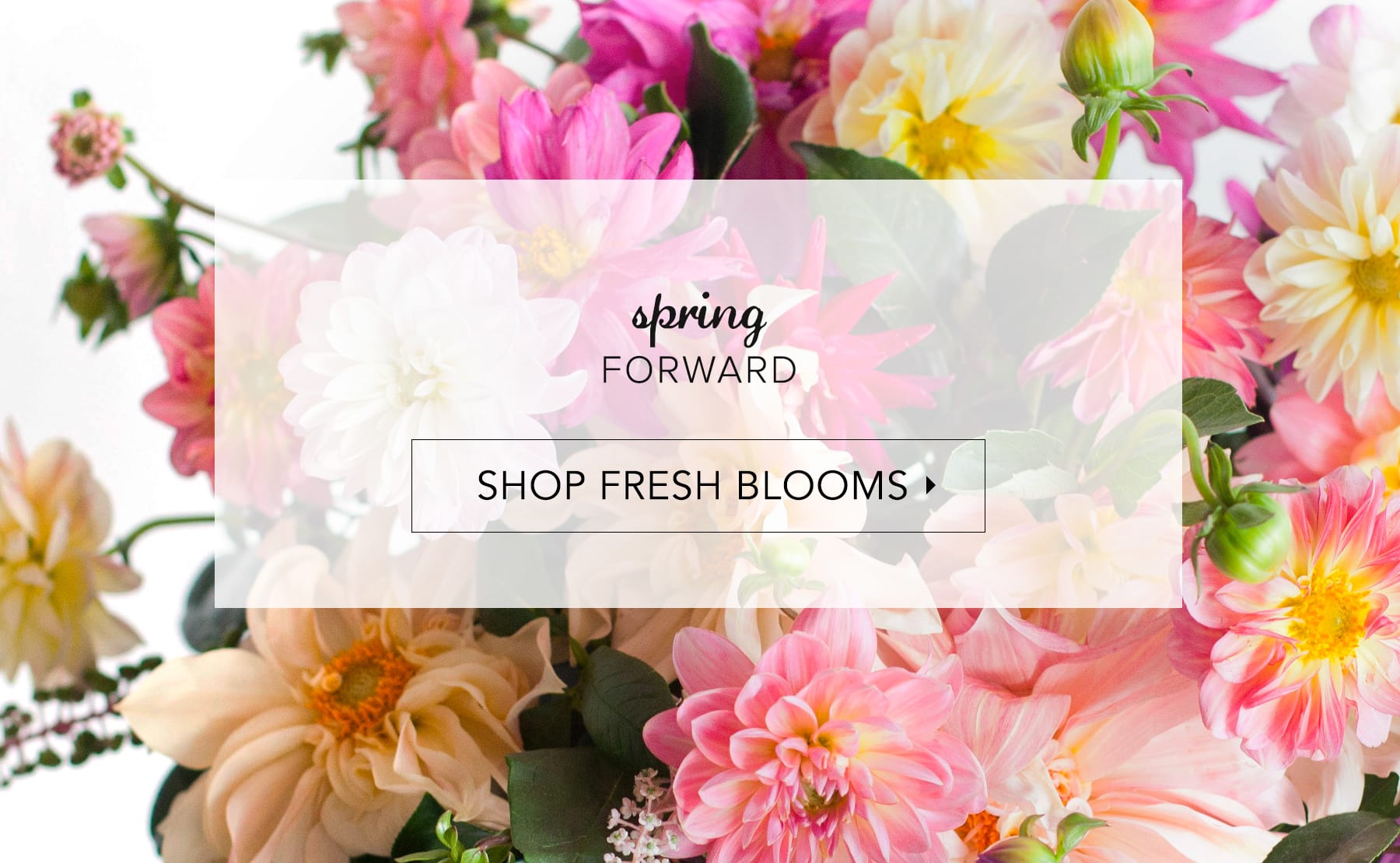 Gainesville Florist Flower Delivery by The Plant Shoppe Florist