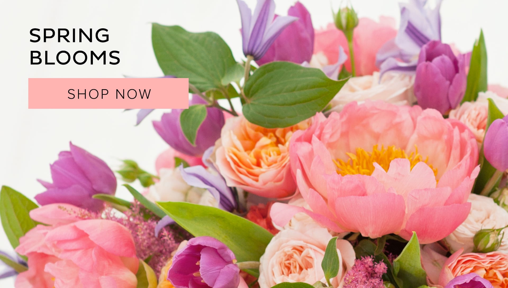San Francisco Florist Flower Delivery by Not Just Flowers
