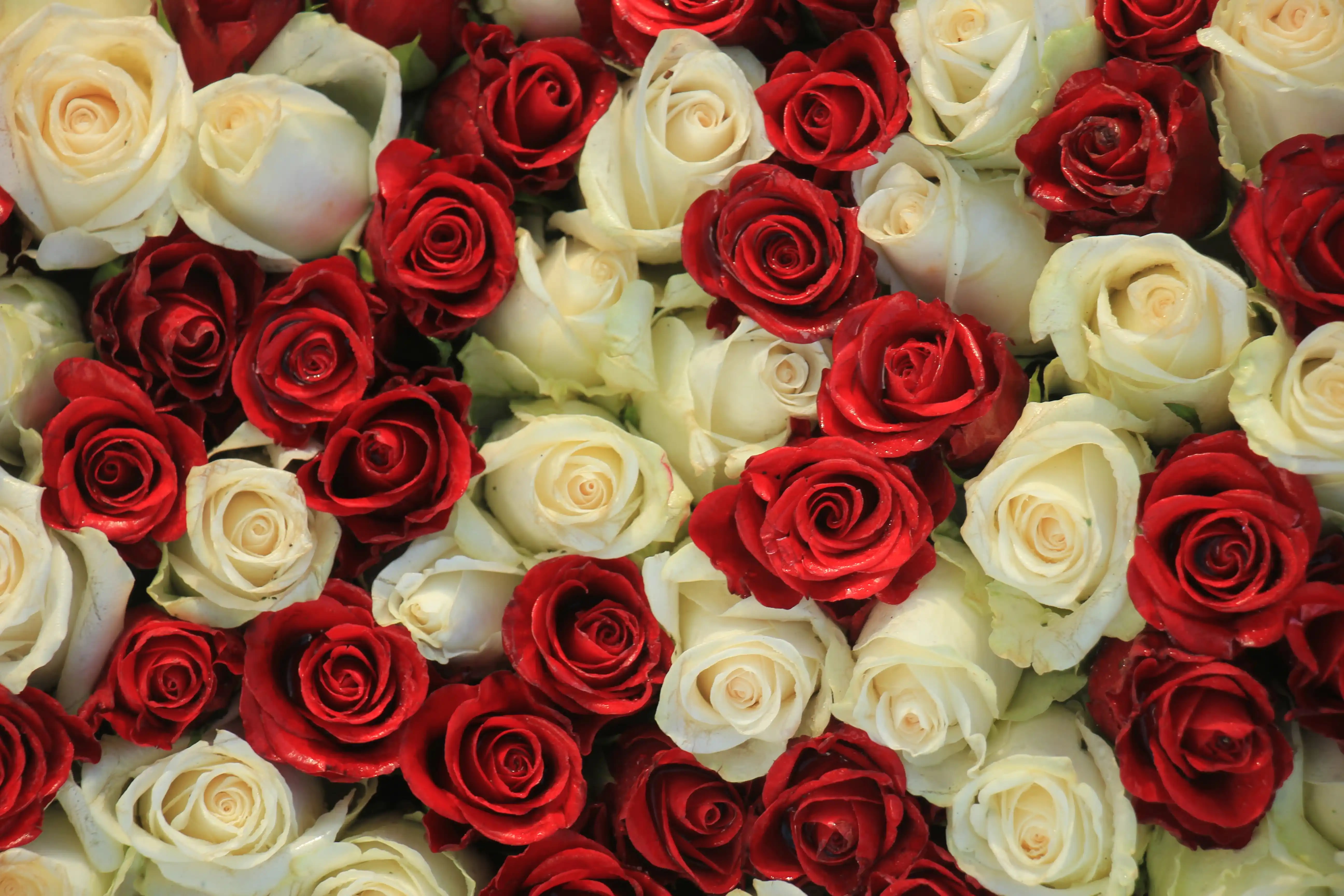 Valentine's Day flowers