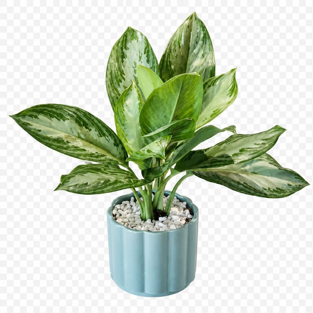 Chinese Evergreen Plant by BloomNation™