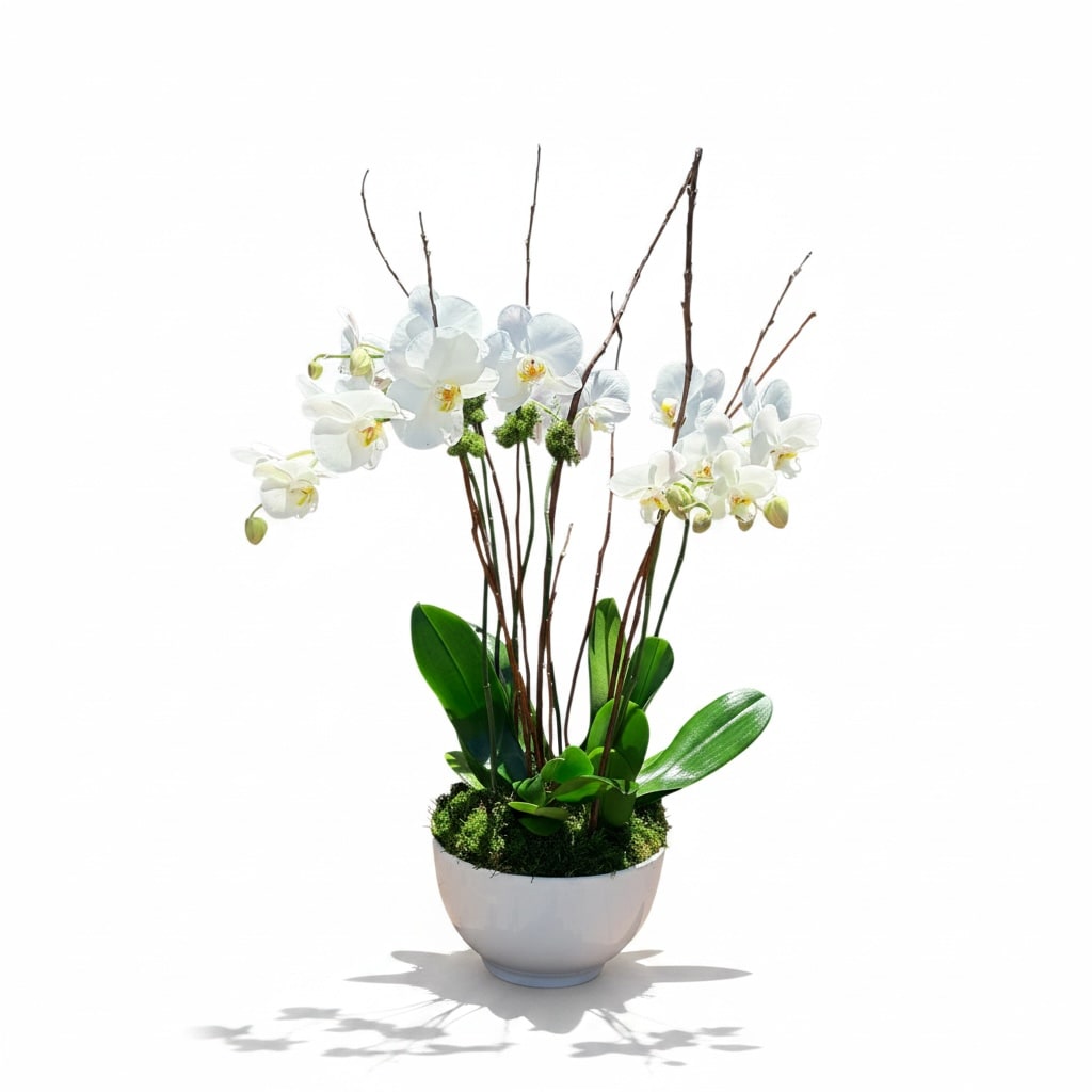 Six Stem Orchid Explosion
