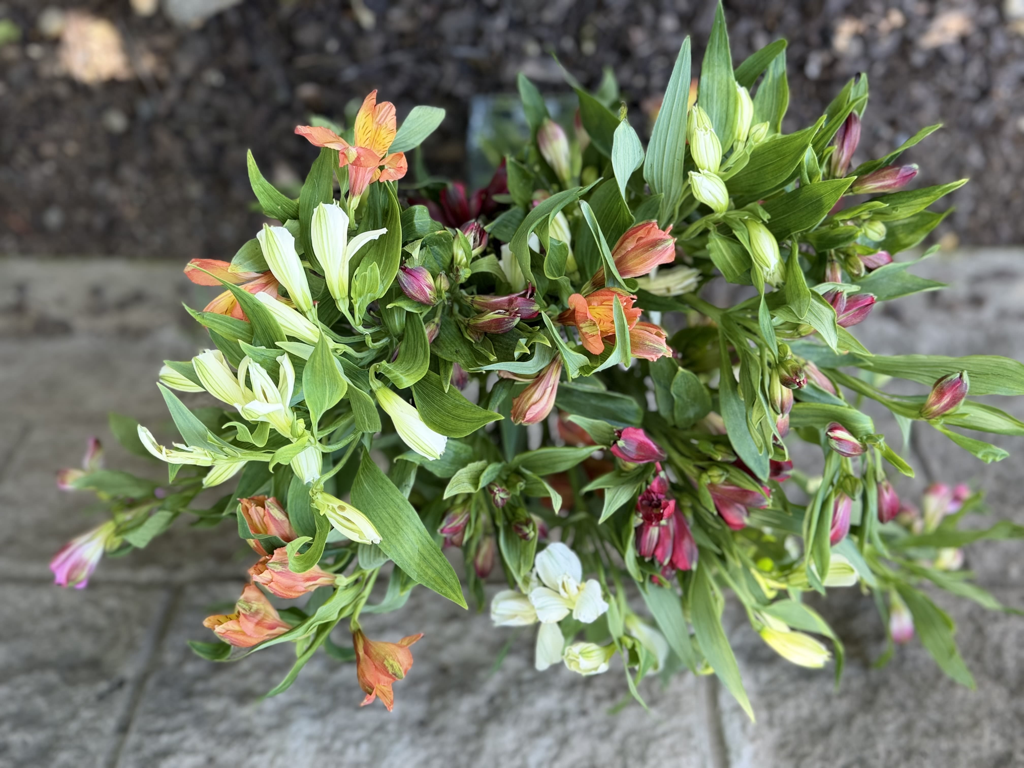 Amazing Alstroemeria by BloomNation™