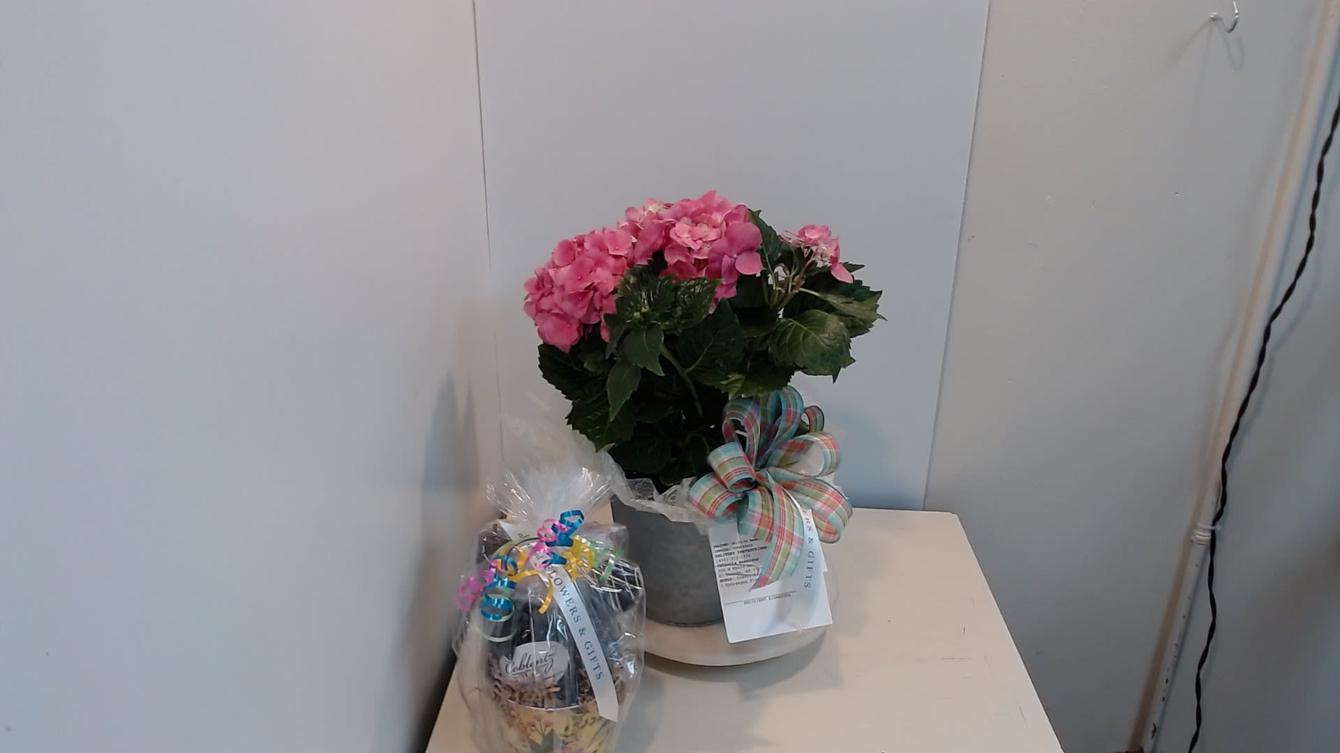 Hydrangea Plant