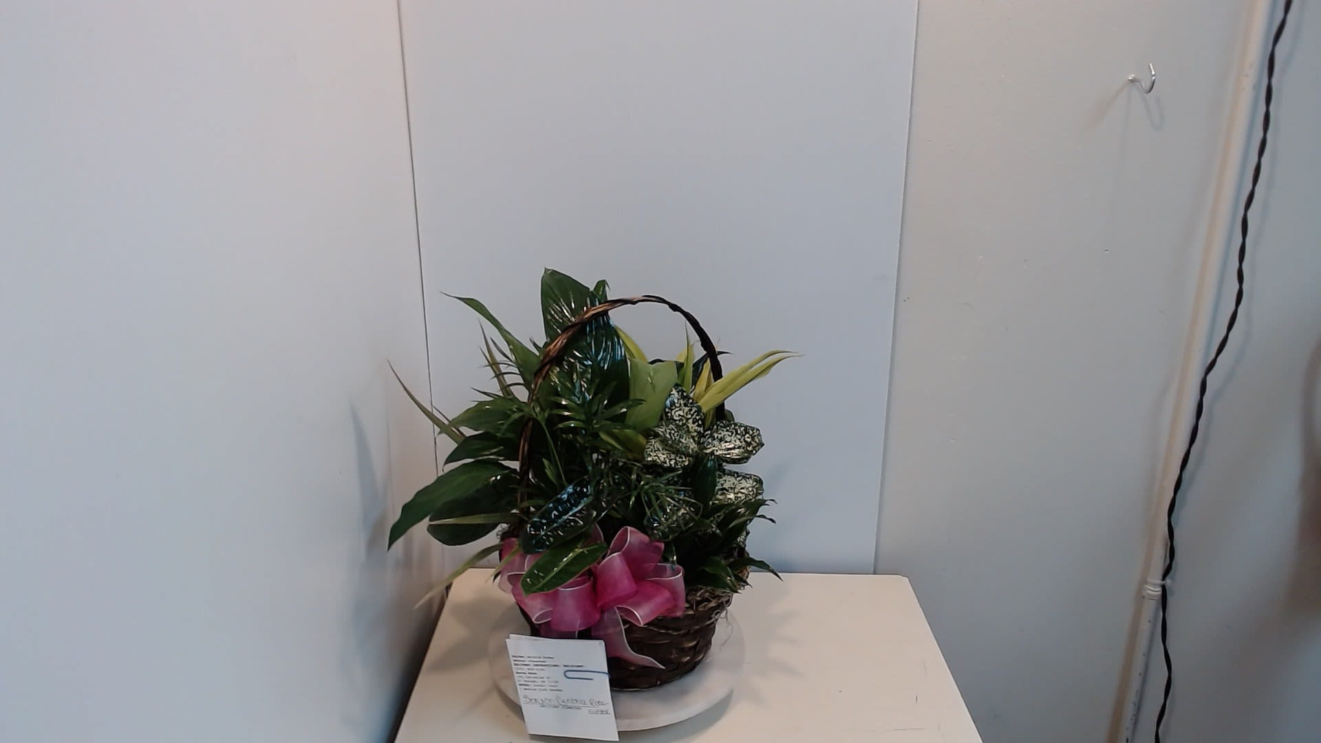 Medium Dish Garden