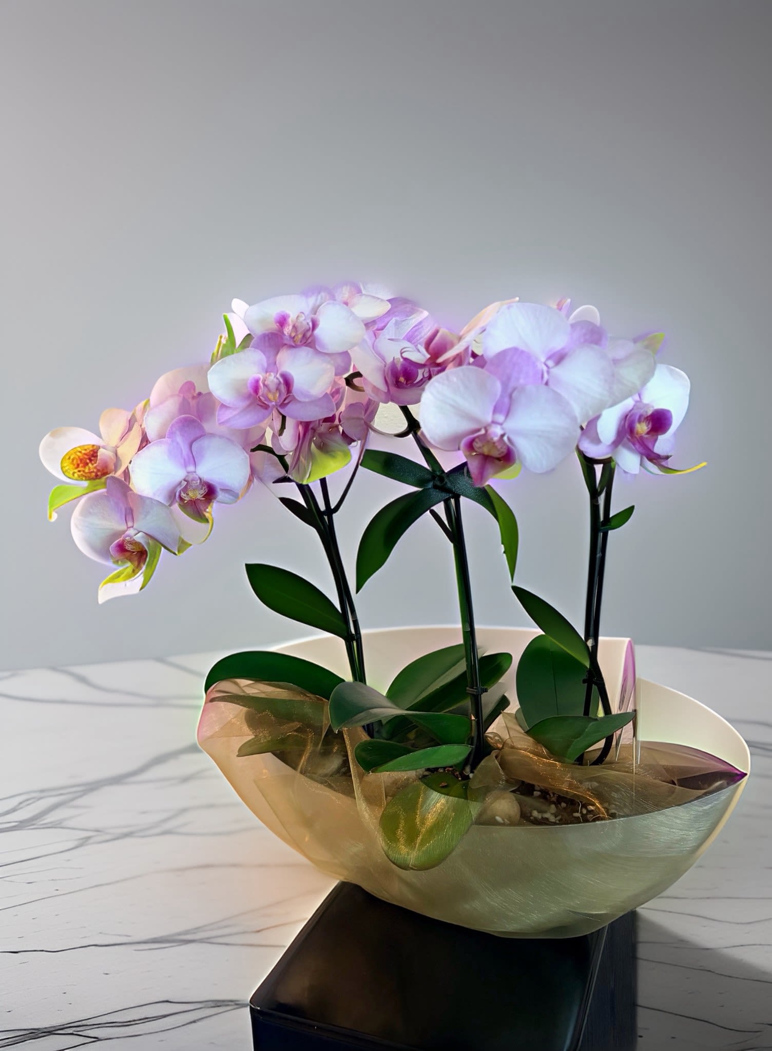 Pink Calypso Waterfall Orchid Plant