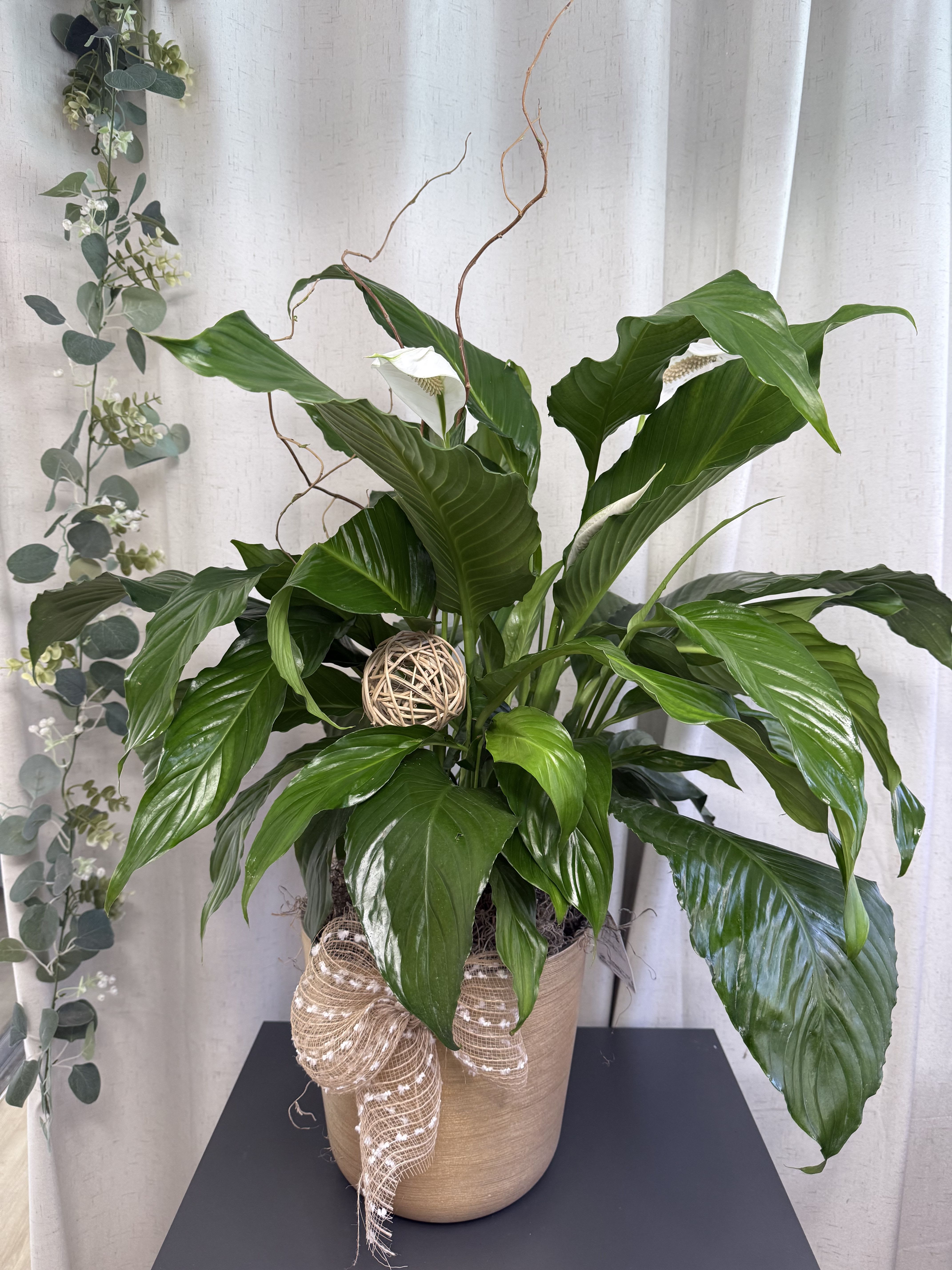 Peace Lily 