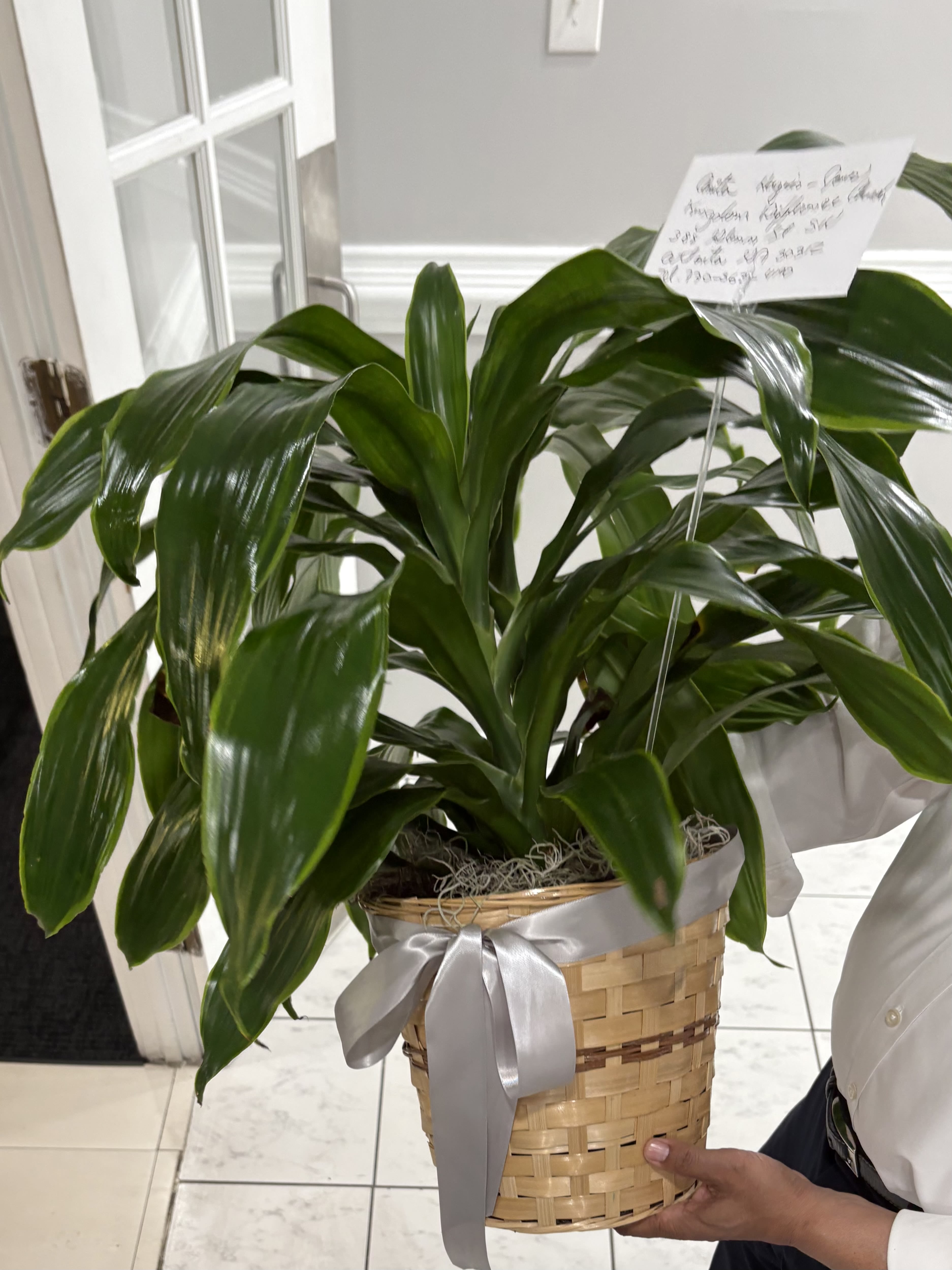 Spathiphyllum Plant by BloomNation™