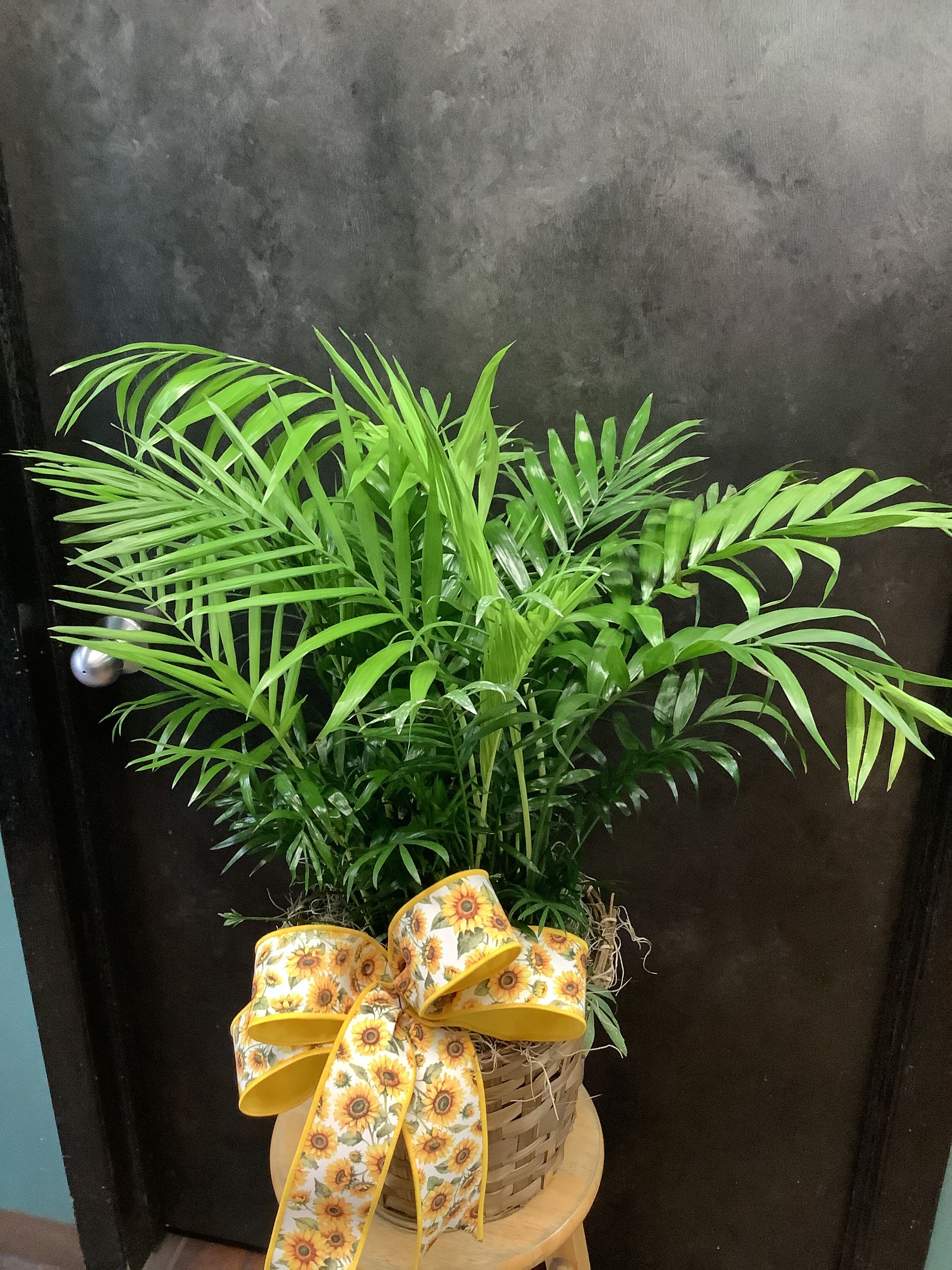 Large green plant