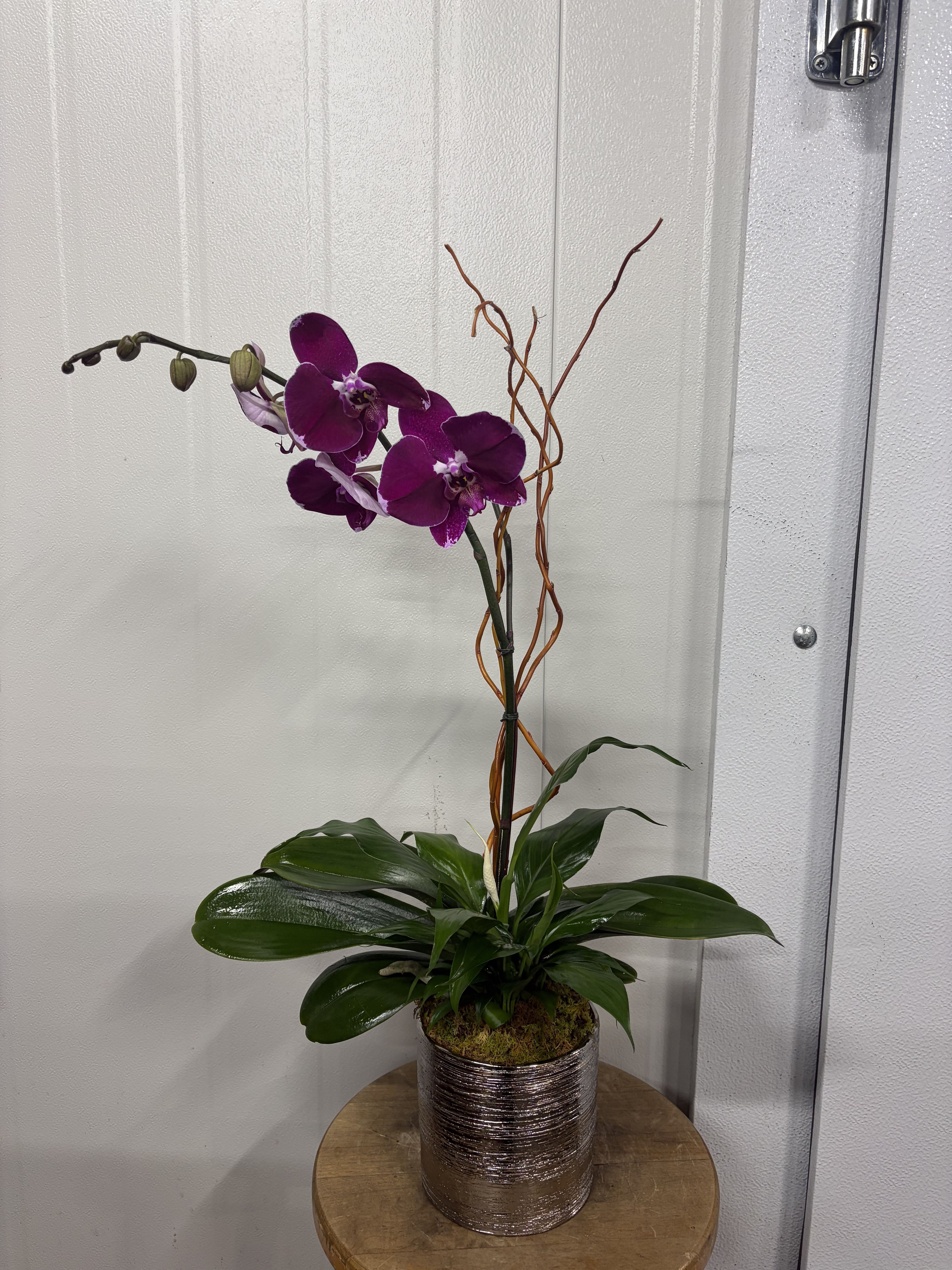 CURLY ORCHID