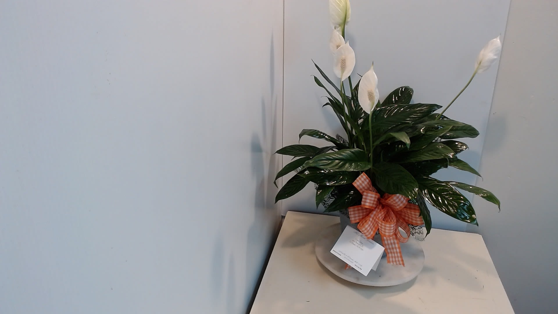 6-Inch Peace Lily