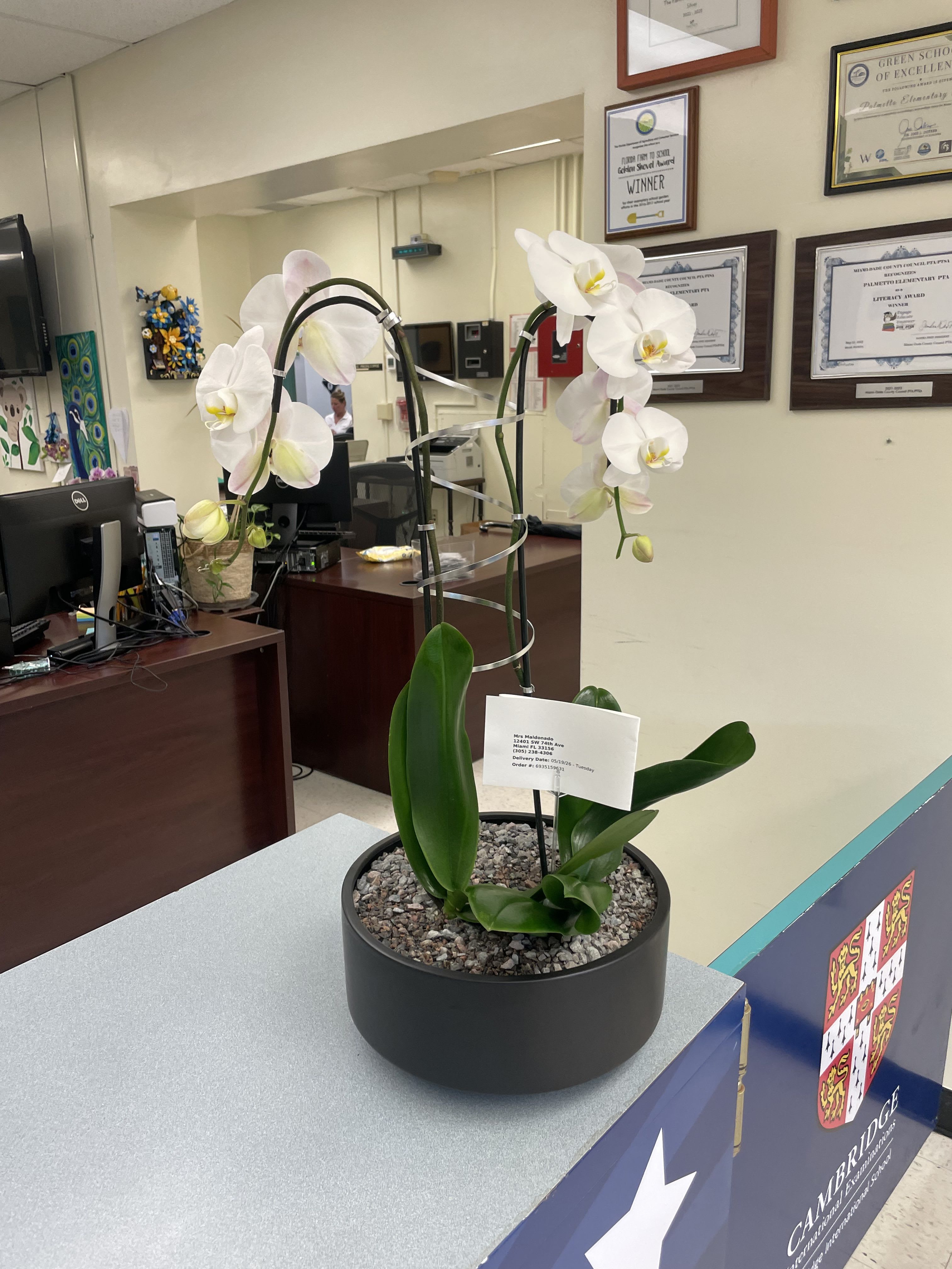 Highclass Orchid Miami