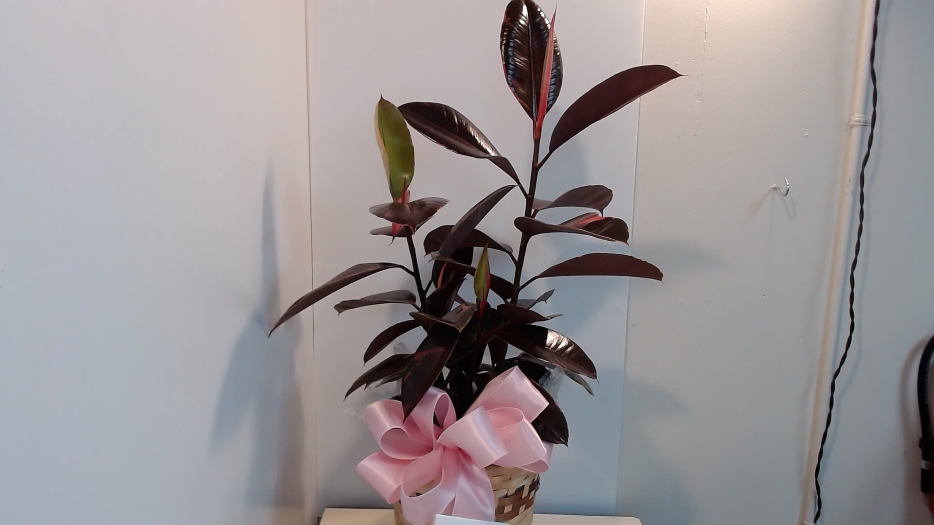 Ruby Rubber Plant