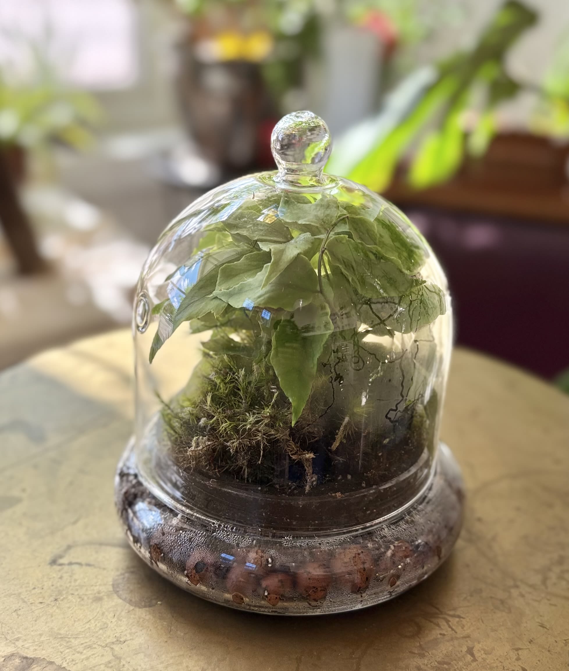 Ferngully Terrarium