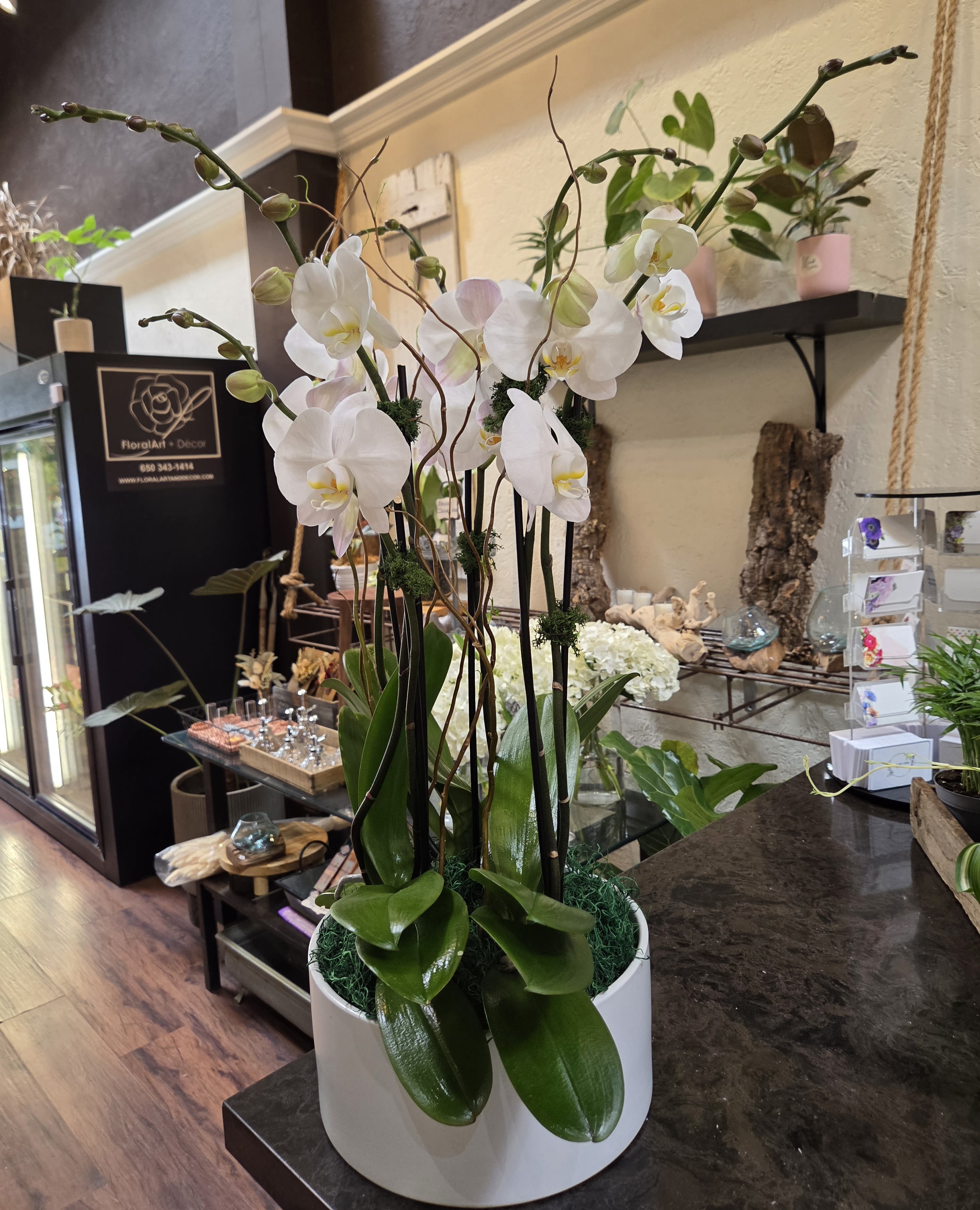 The perfect orchid arrangement 