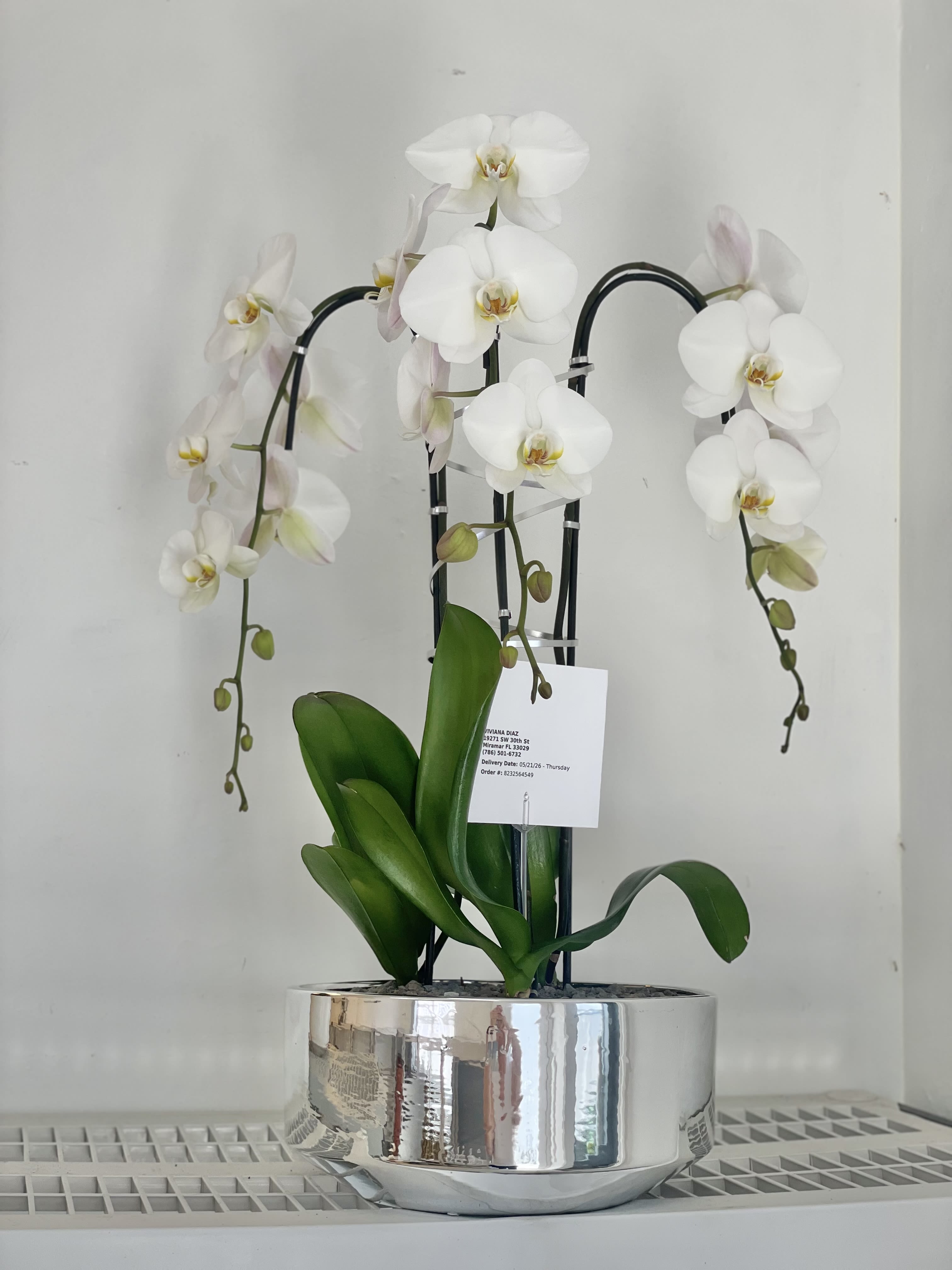Glowing Orchid Miami