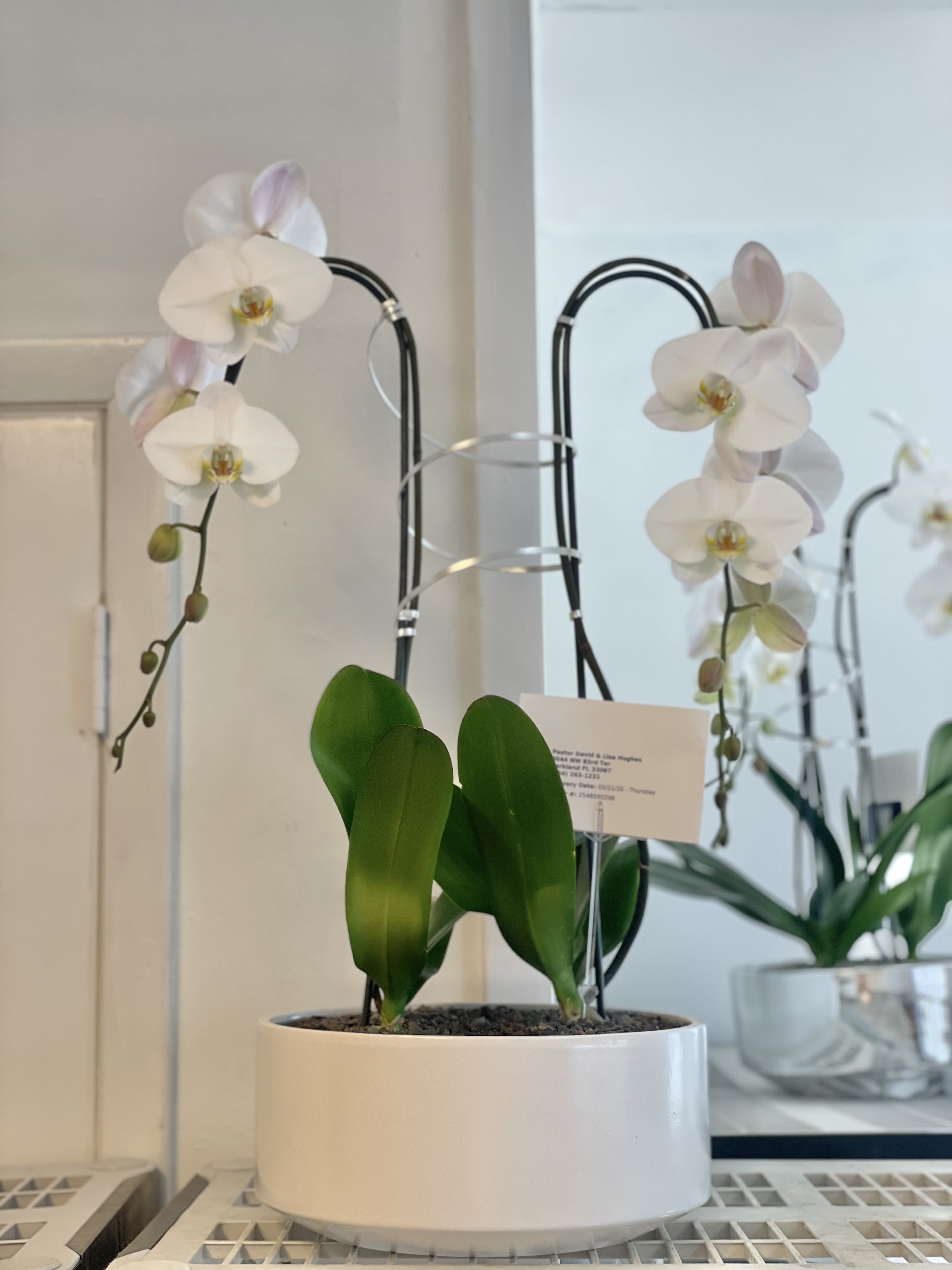 Glamorous Orchid Miami