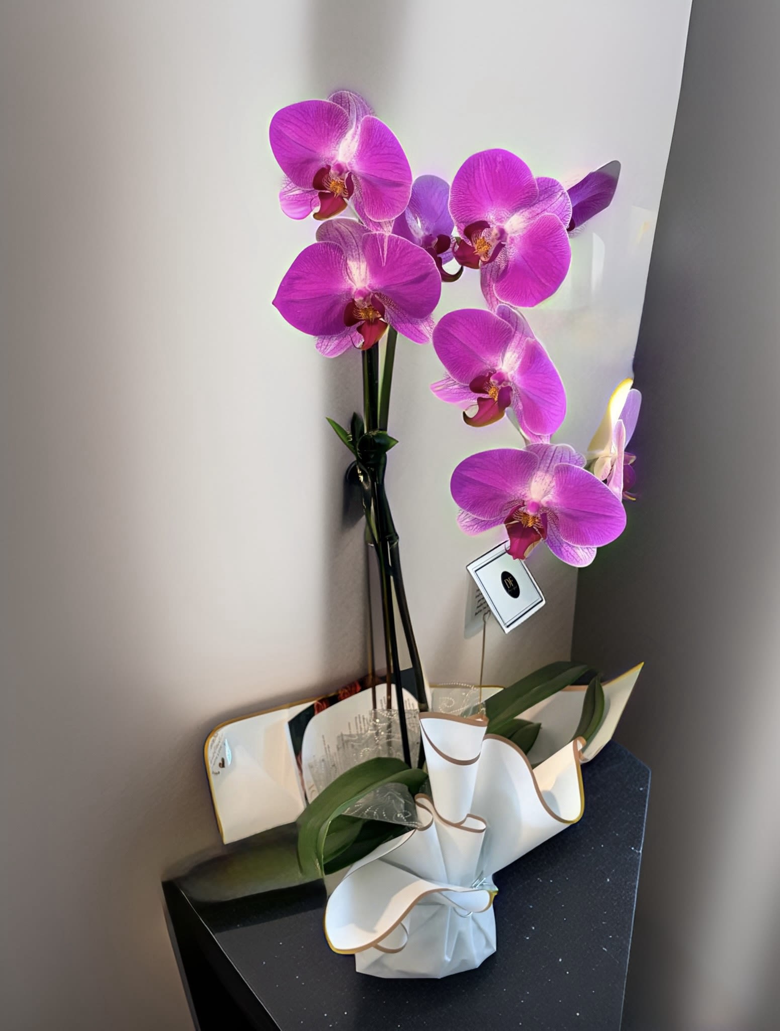 Brightest Day Orchid