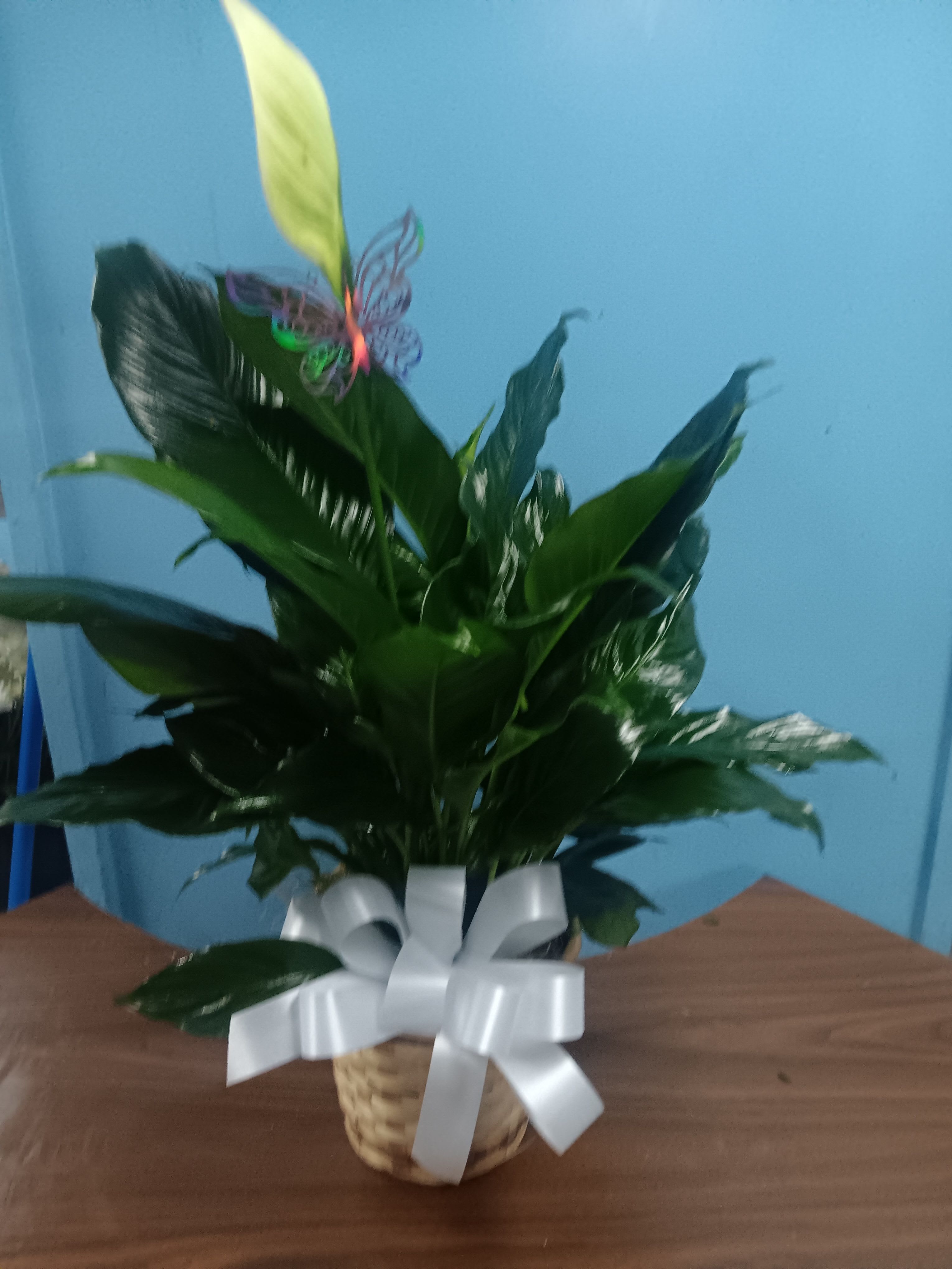The FTD Spathiphyllum