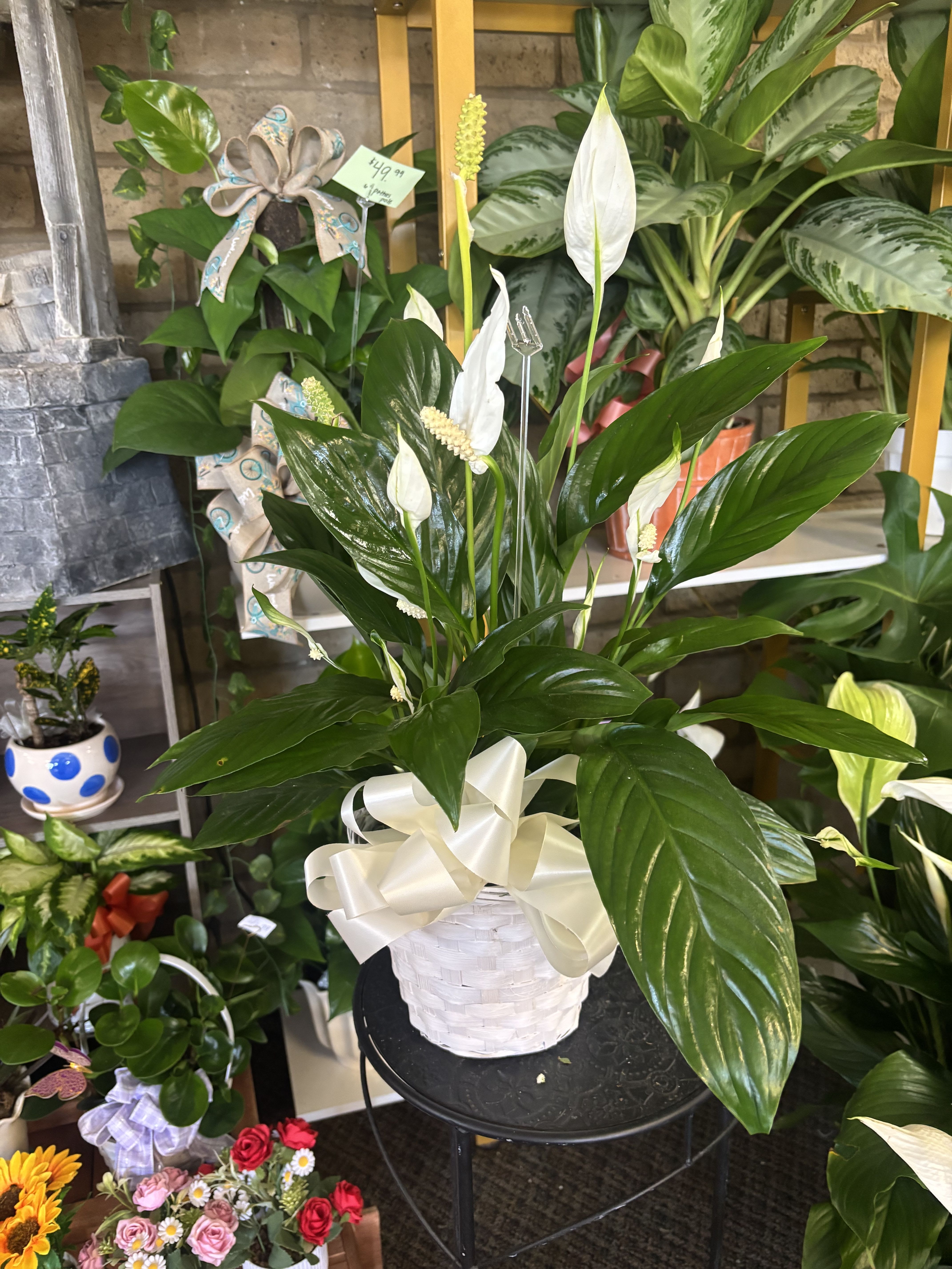 Peace Lily Six Inch White Basket