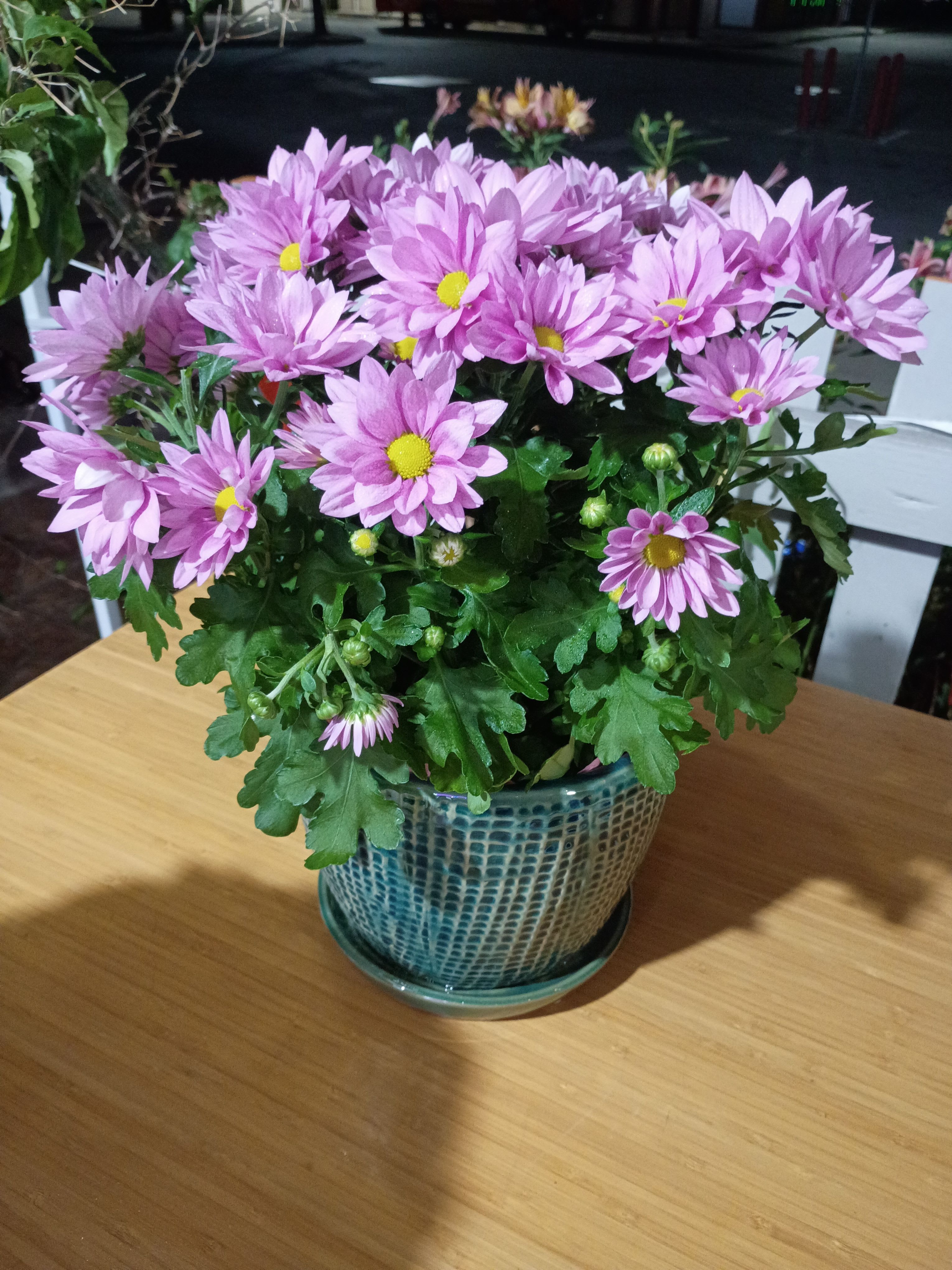 Azalea Plant by BloomNation™