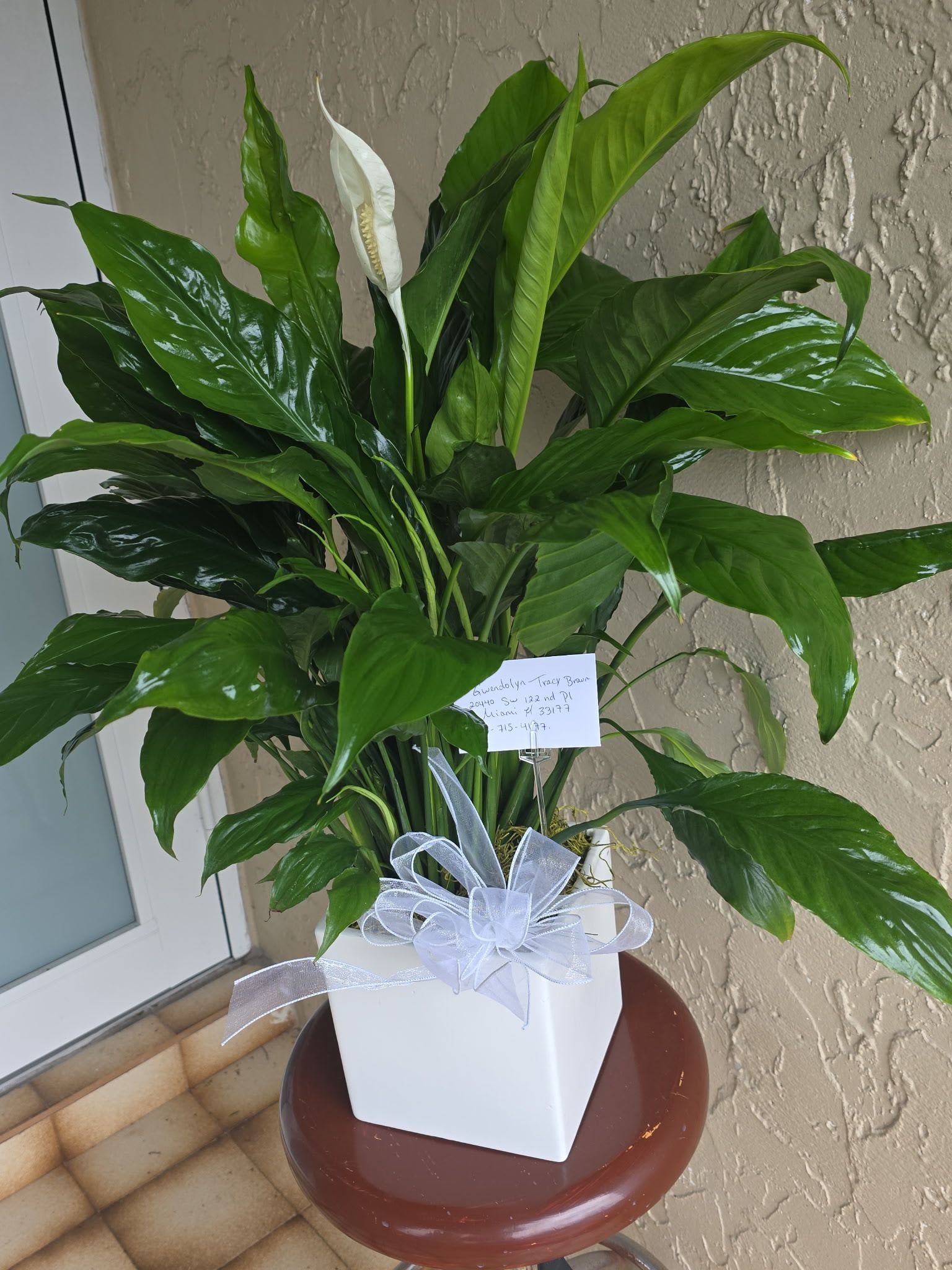 Modern Spathiphyllum Plant by BloomNation™