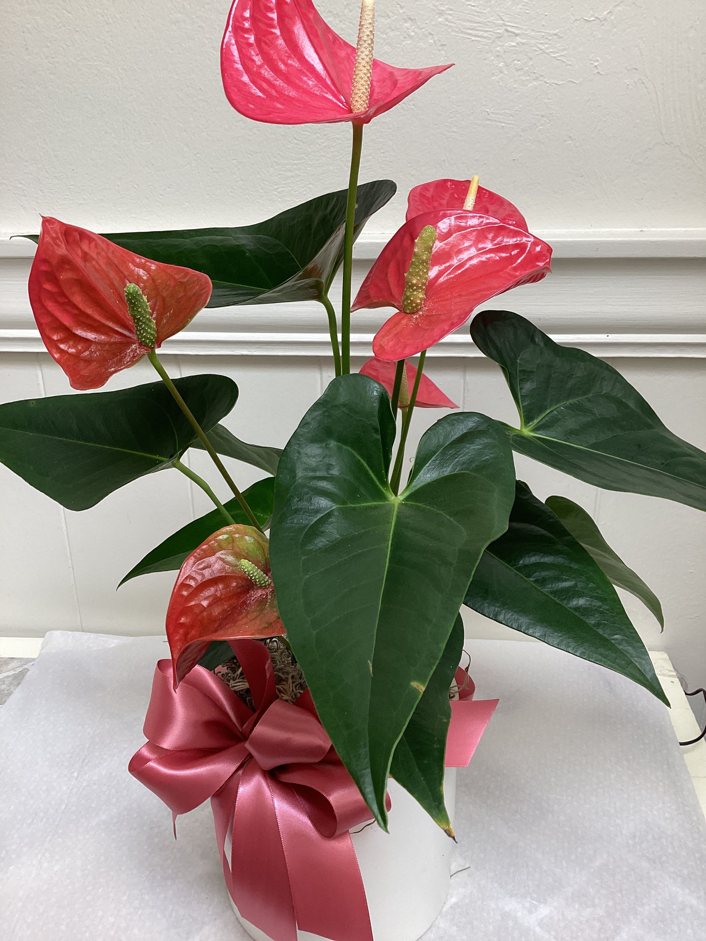 Peace Lily