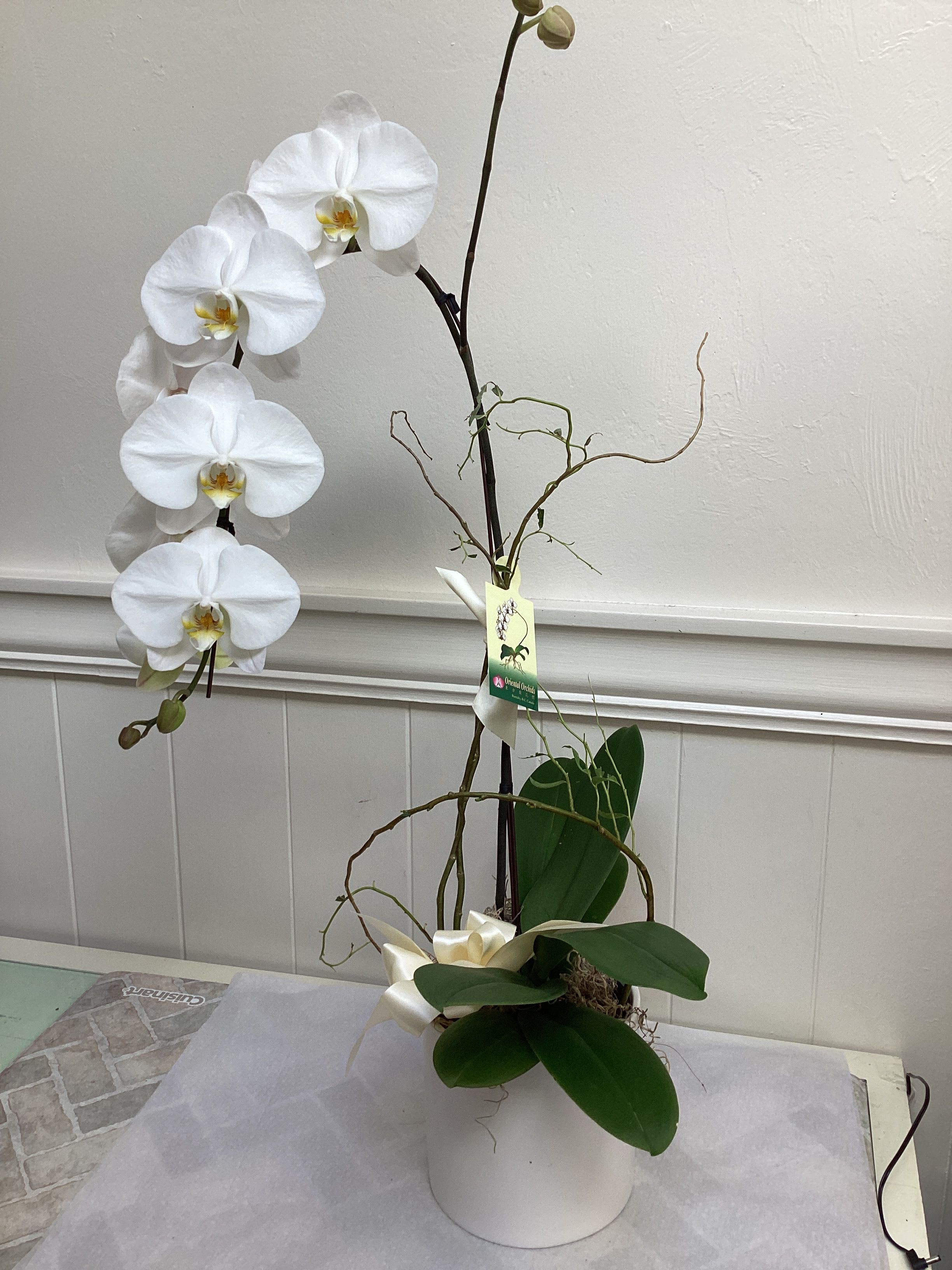White Butterfly Orchid