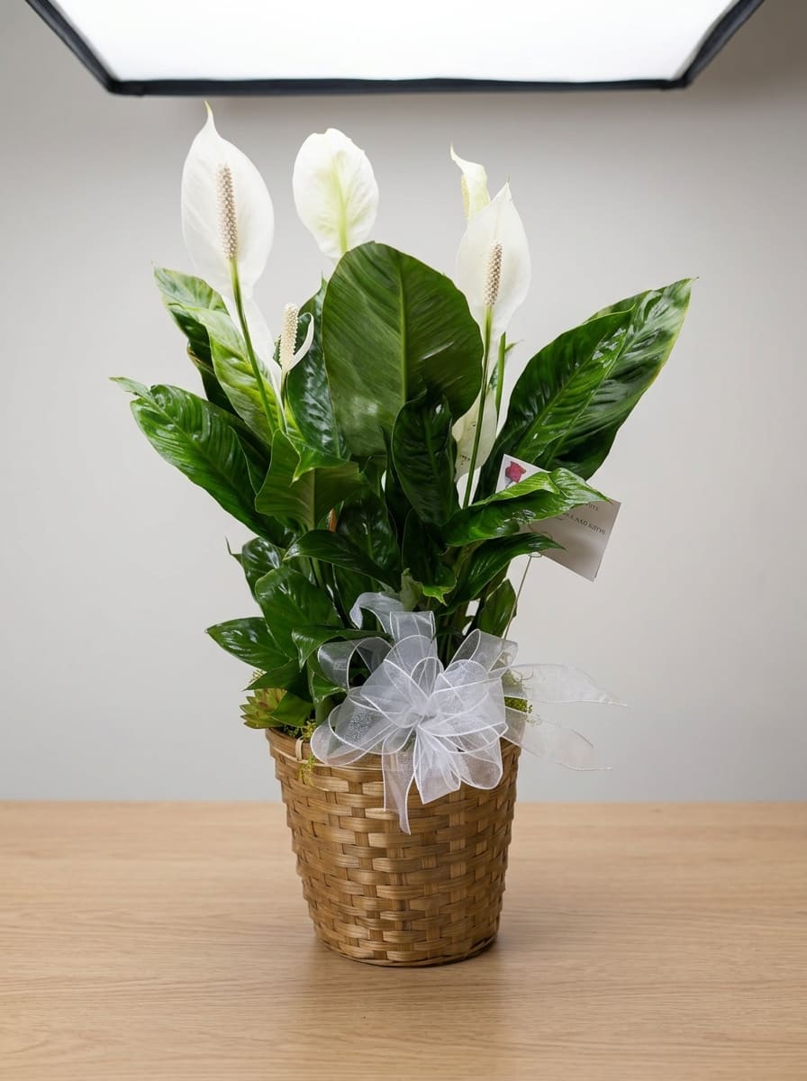 Peace Lilly Plant