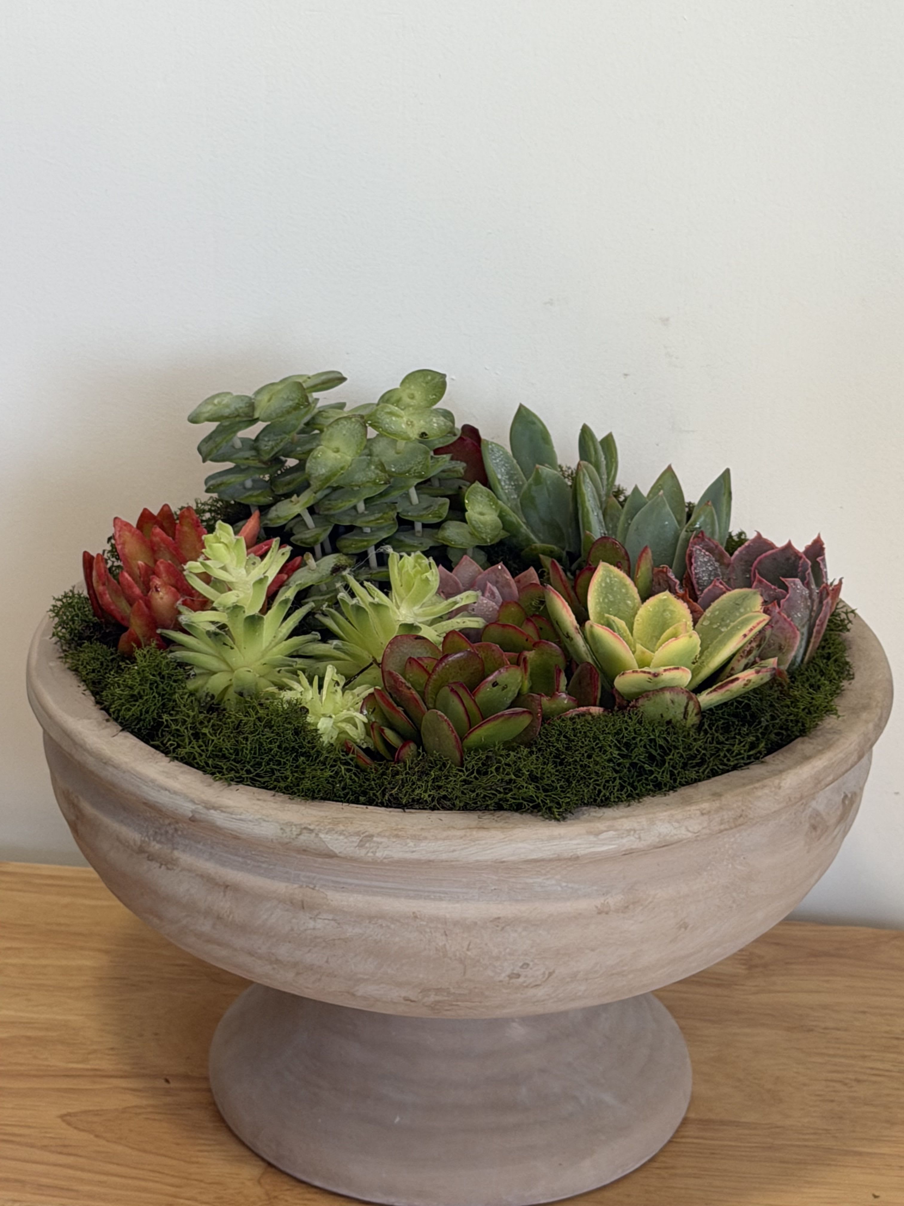 Succulent Bowl by BloomNation™