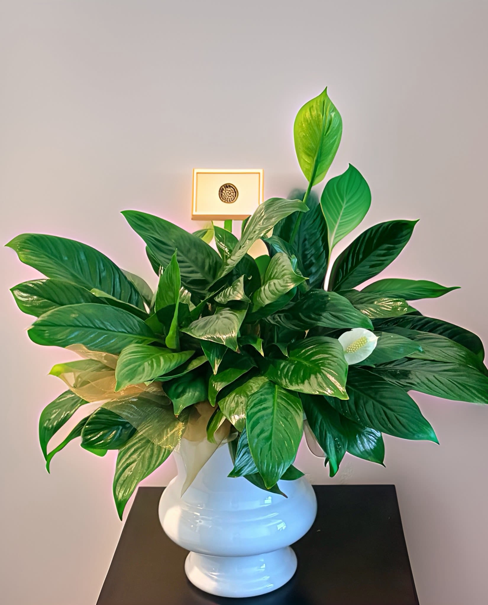 Peace Lily, Small