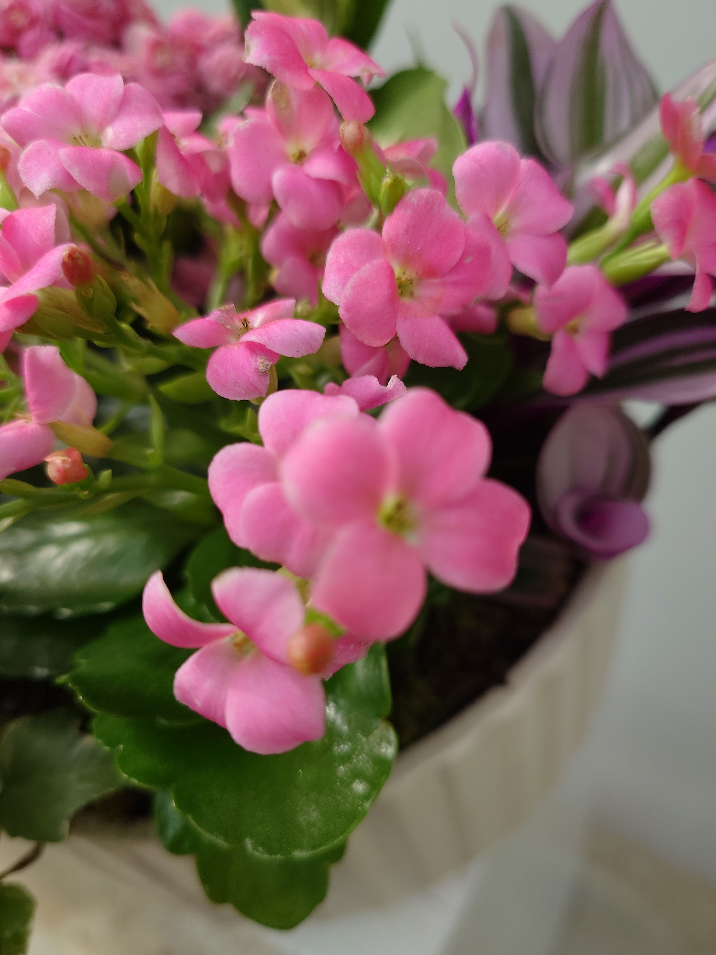 Blooming Botanical Garden