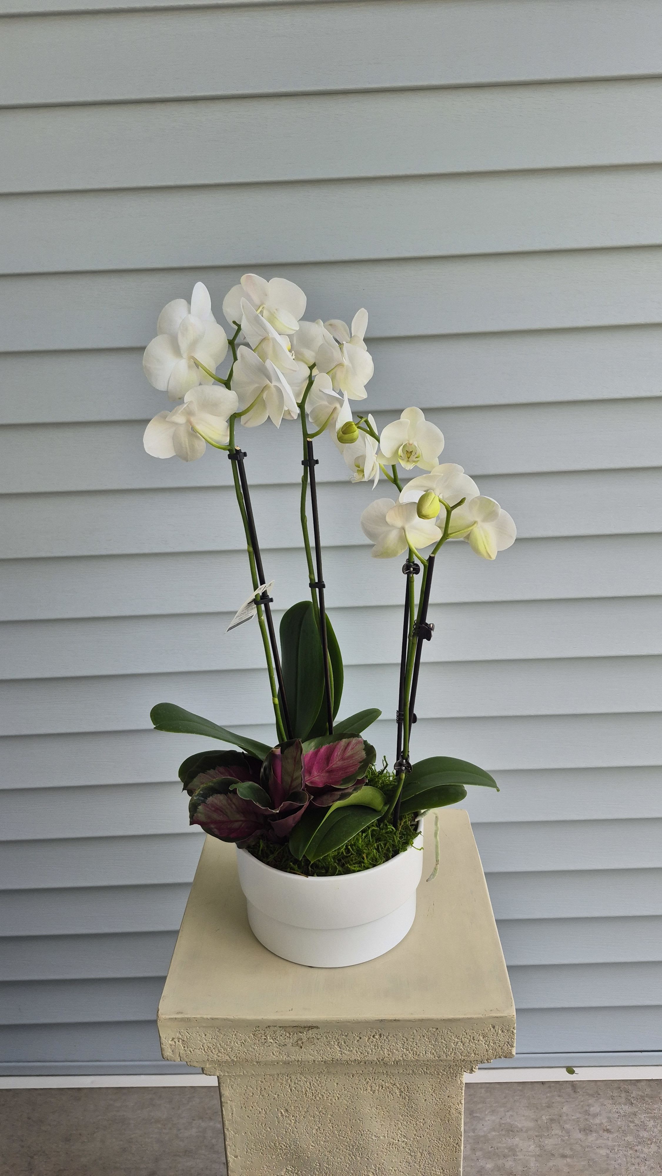 Two Stem Orchid Planter by BloomNation™