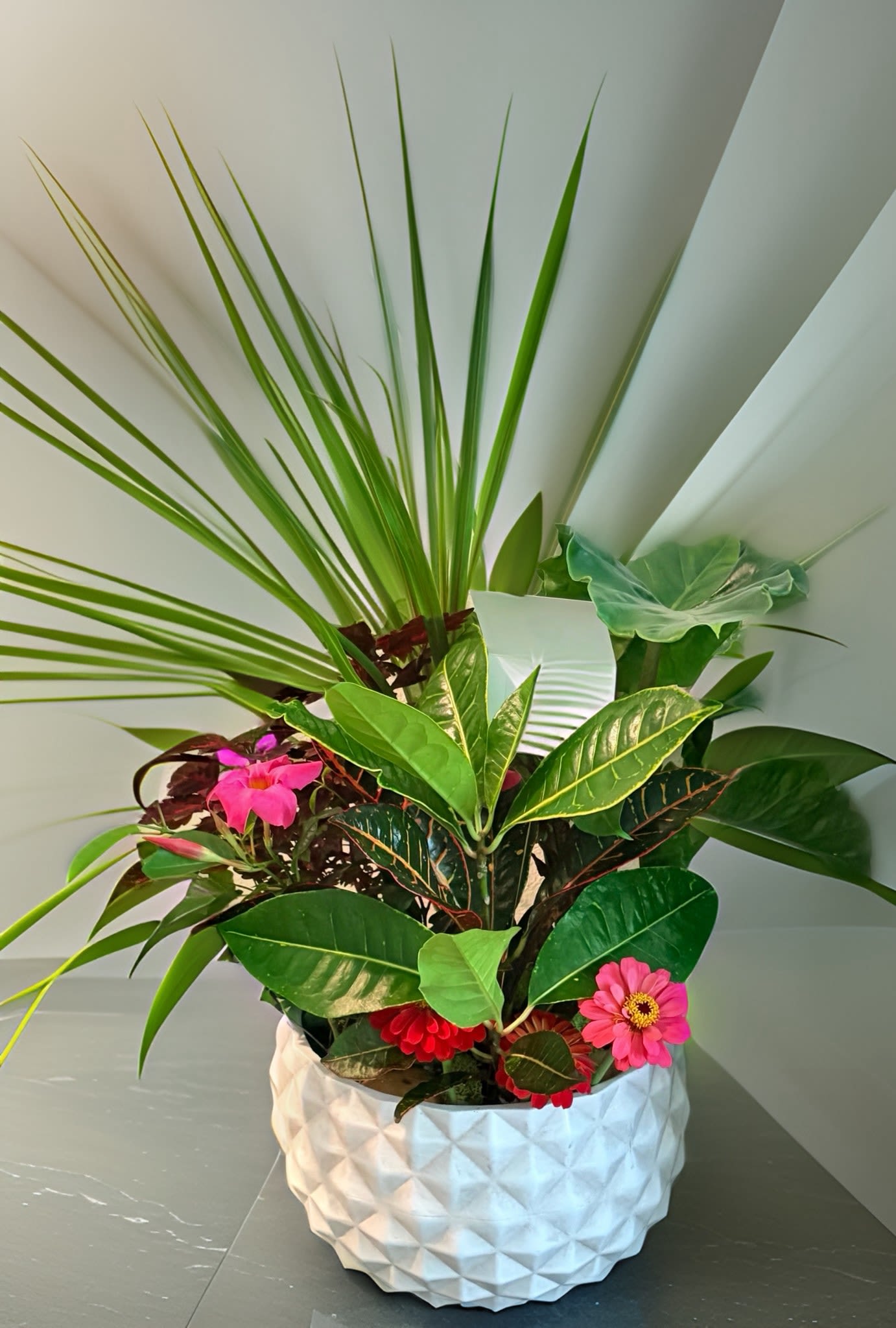 Designer's Choice Orchid