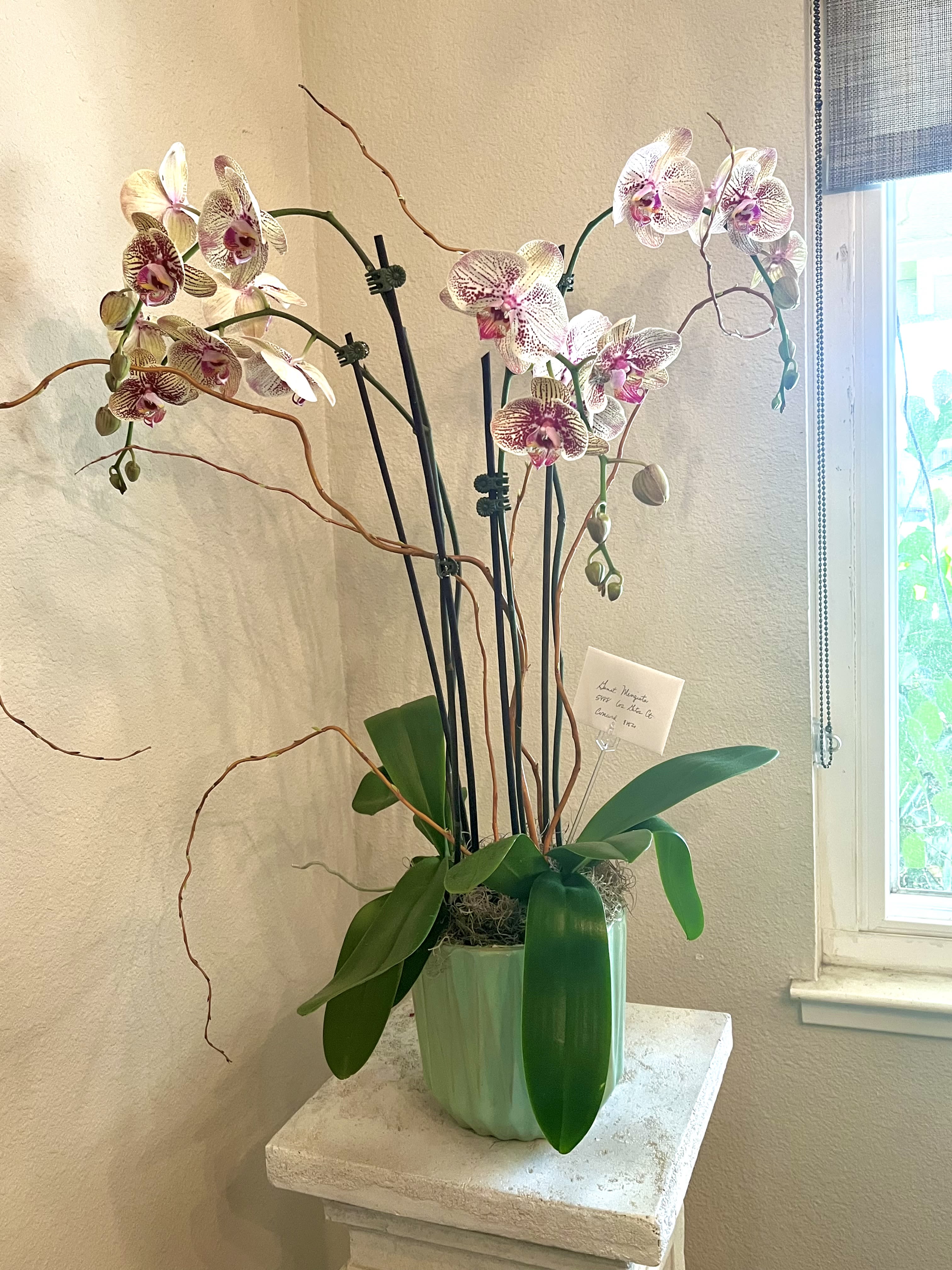 Double Orchid Pot