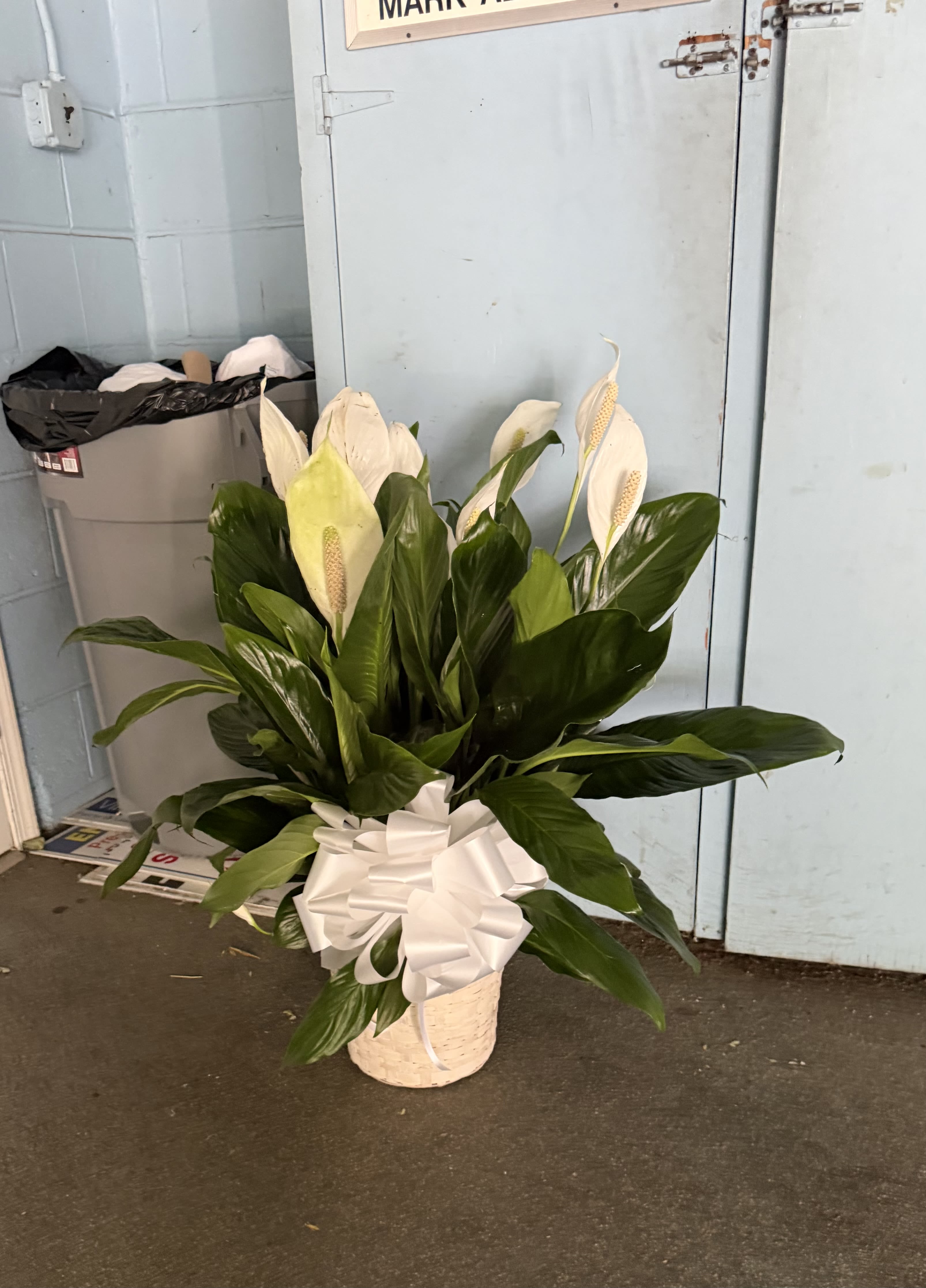 Peace Lily Plant