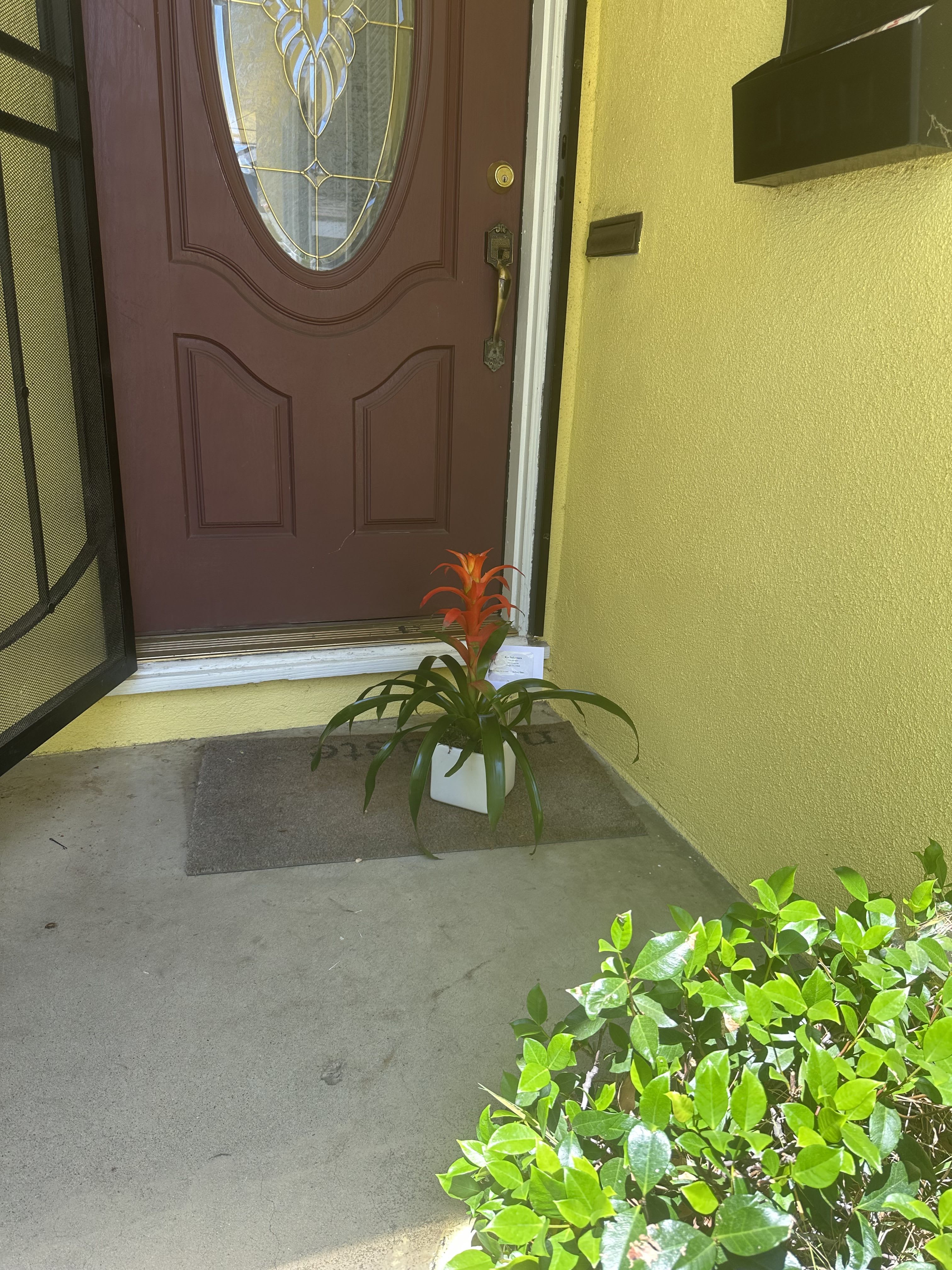 Tropical Bromeliad Plant by BloomNation™