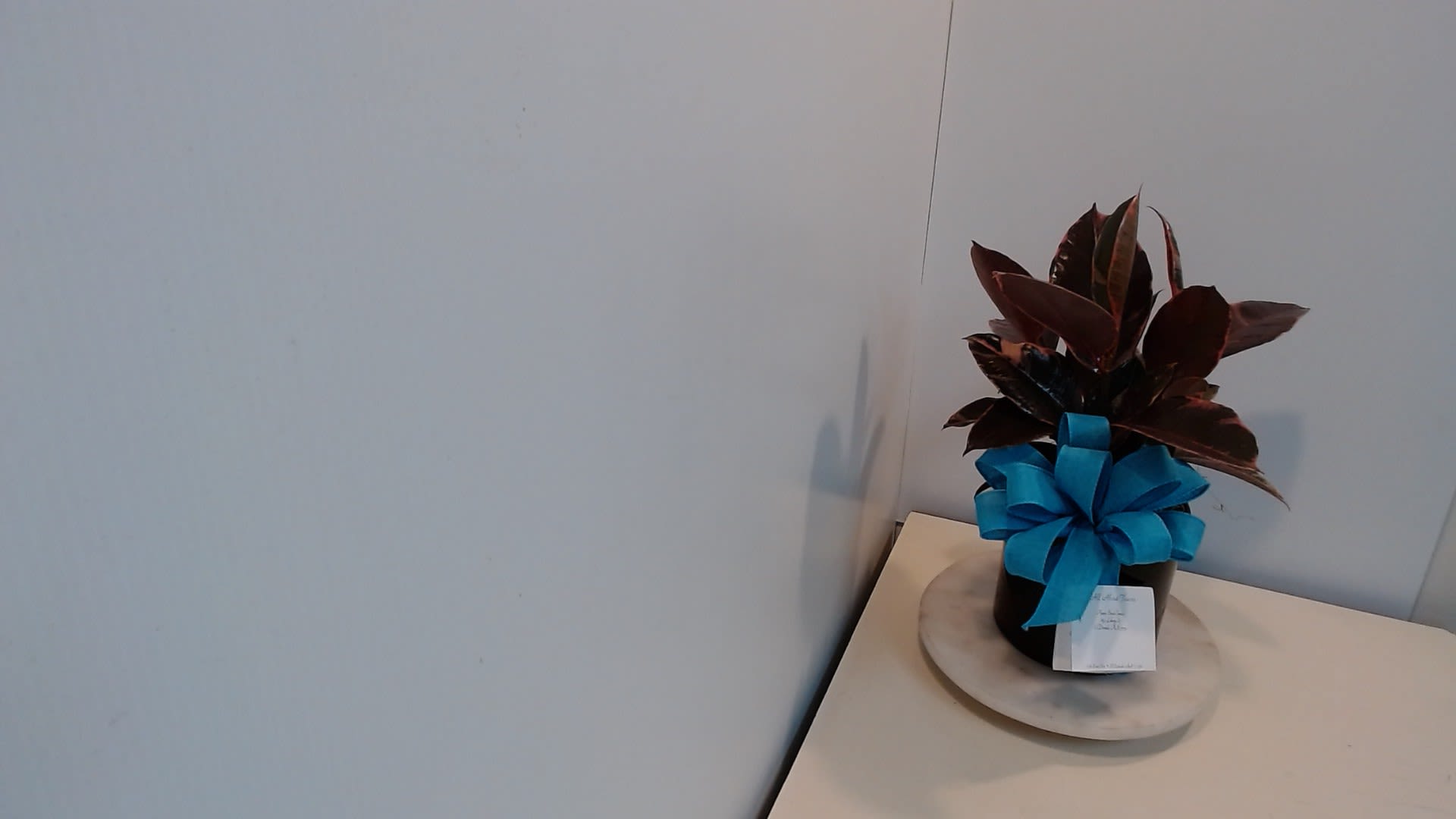 Rubber Plant