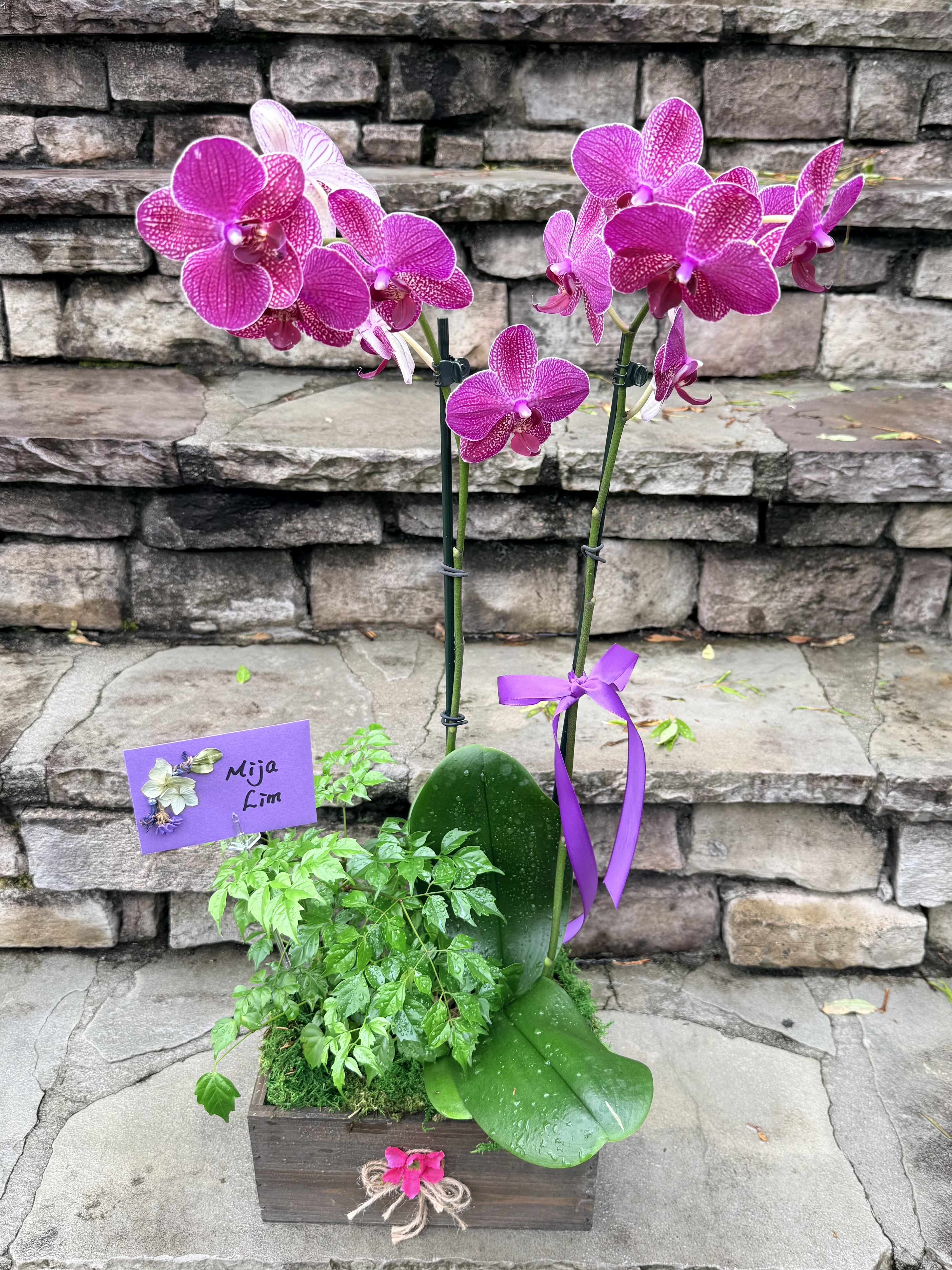 Orchid and Potted Plant 