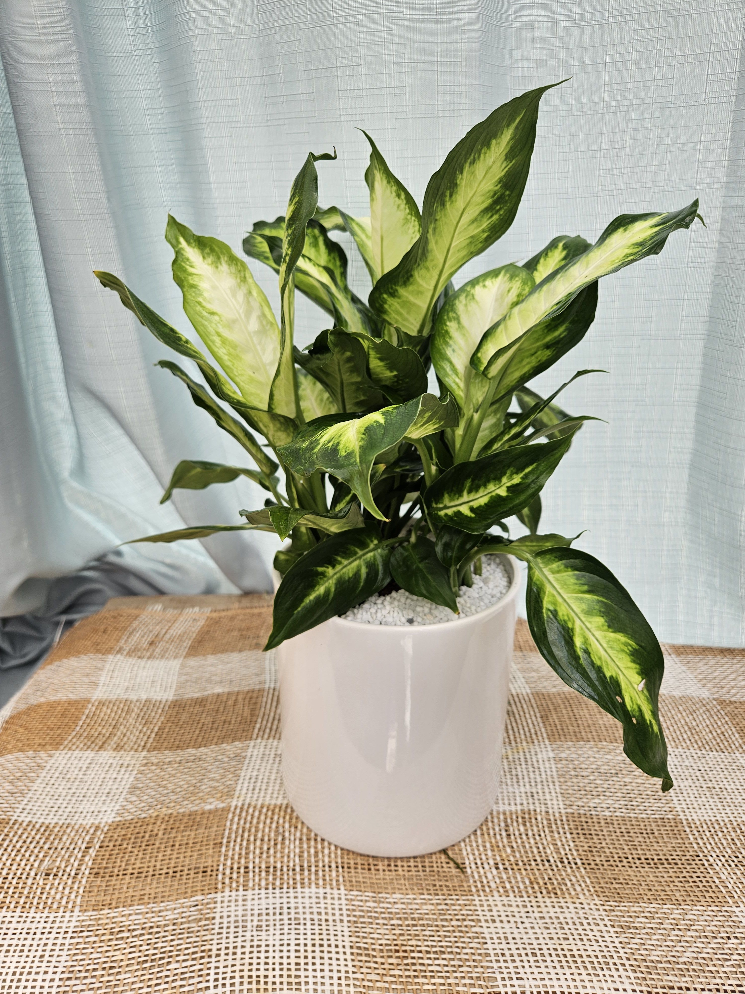 Chinese Evergreen Plant by BloomNation™